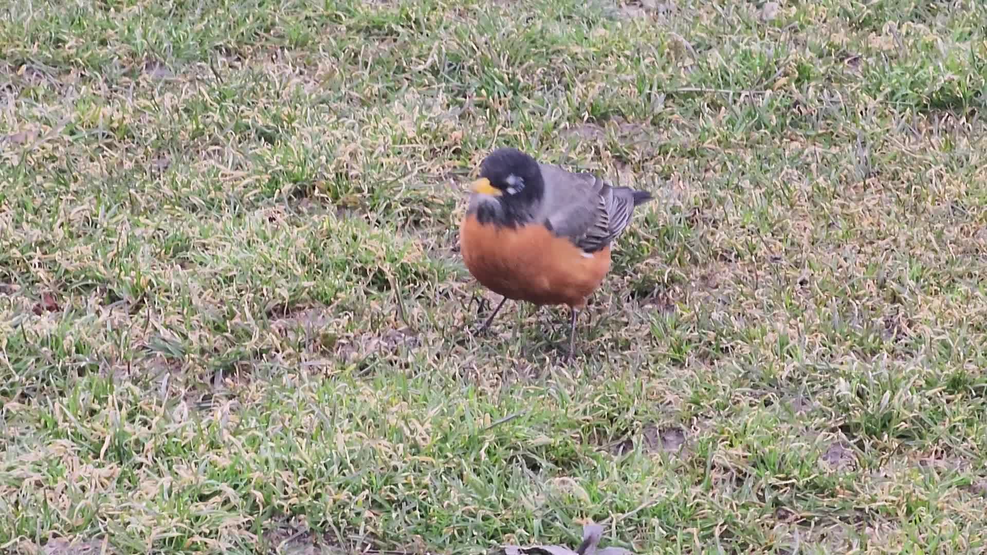 American robin eating earthworms