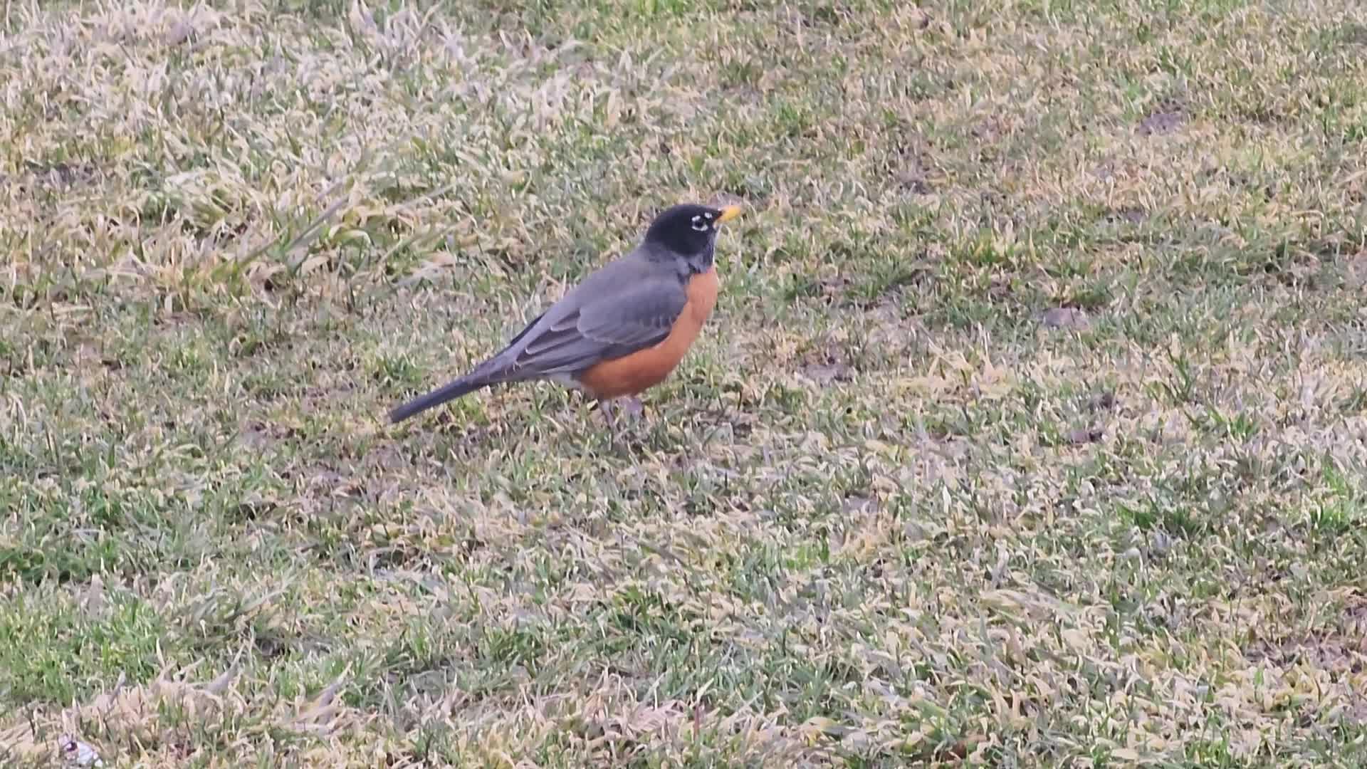 American robin eating earthworms