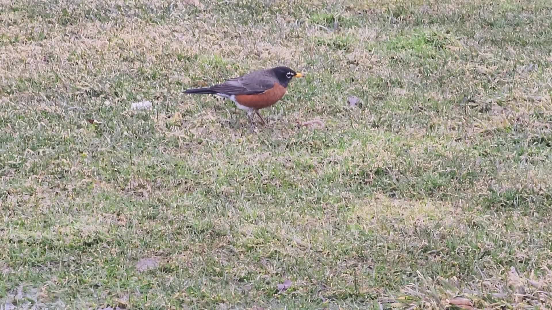 American robin eating earthworms