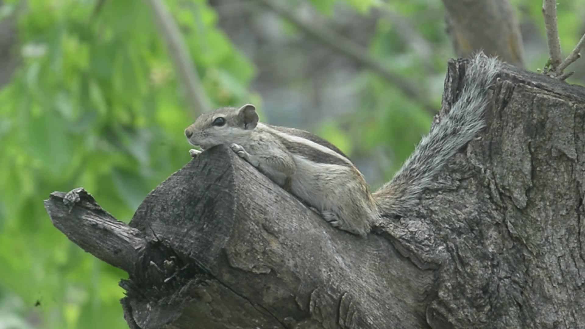 India Squirrel