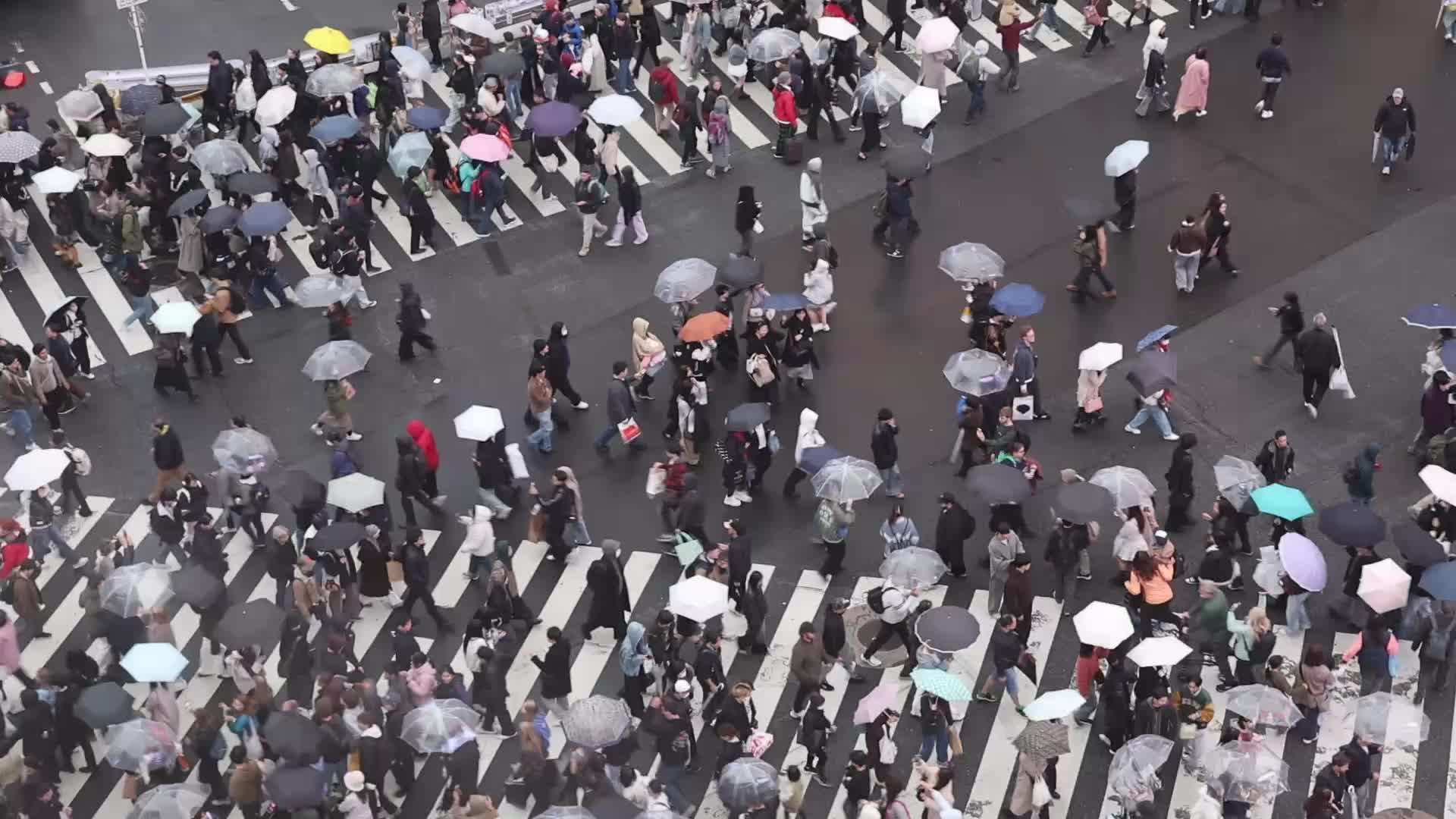 Shibuya Crossing In Tokyo