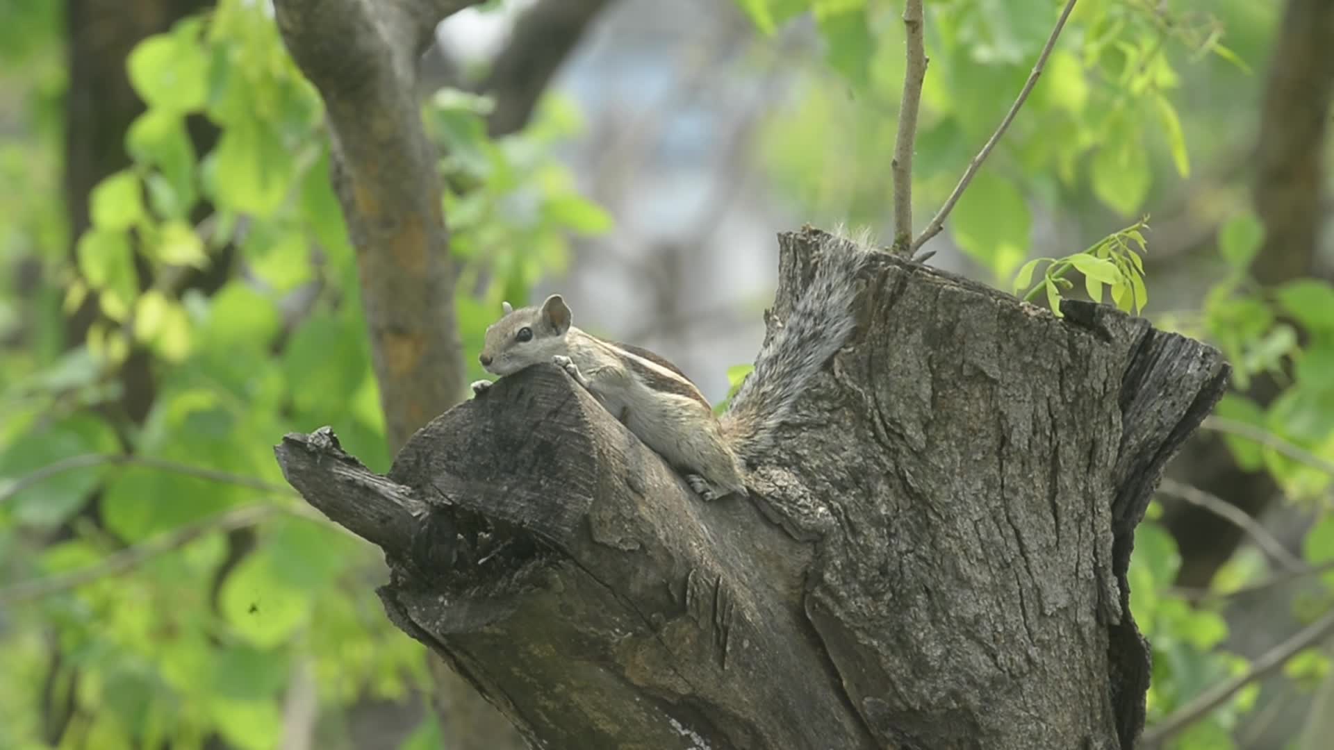 India Squirrel