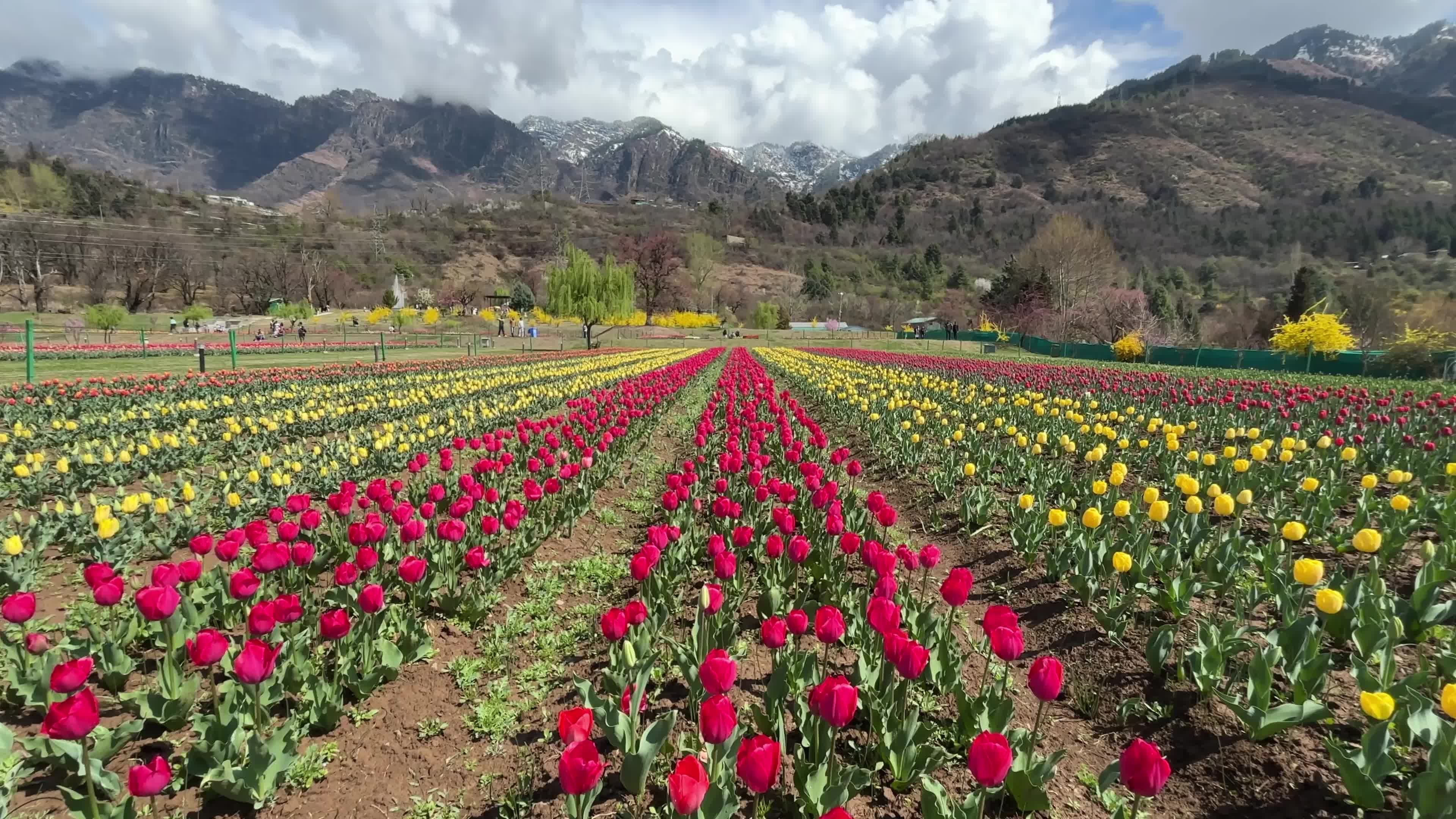 Asia’s Largest Tulip Garden in Kashmir, India