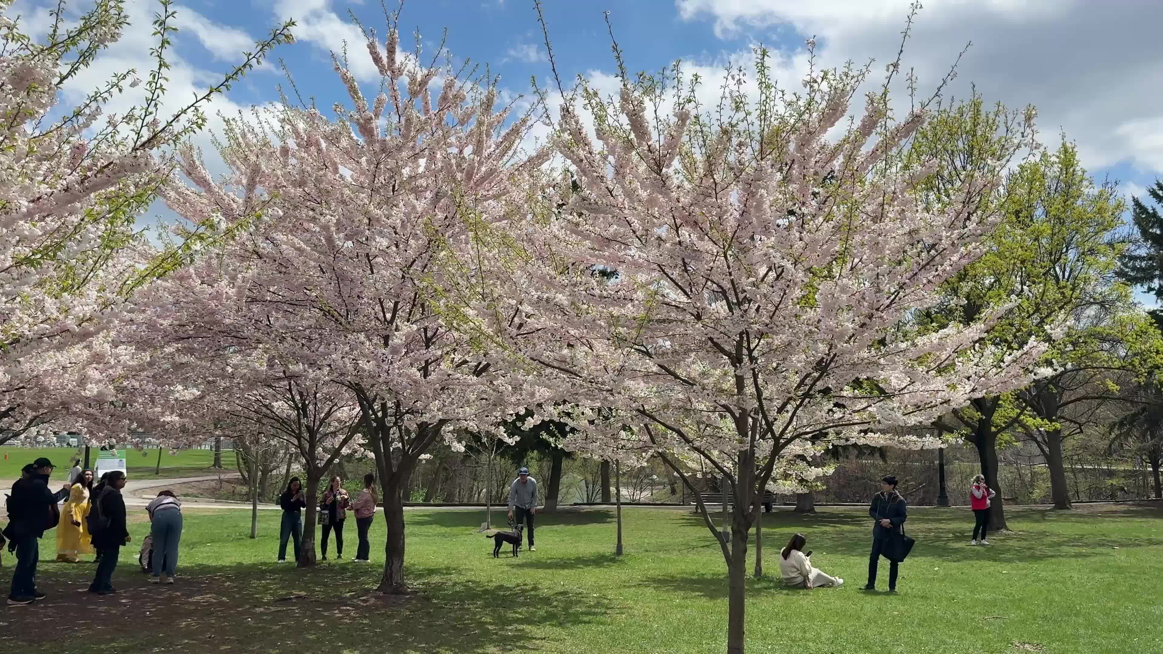 Spring season in Toronto, Canada