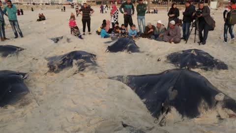 Fish Of Stingrays In Gaza City