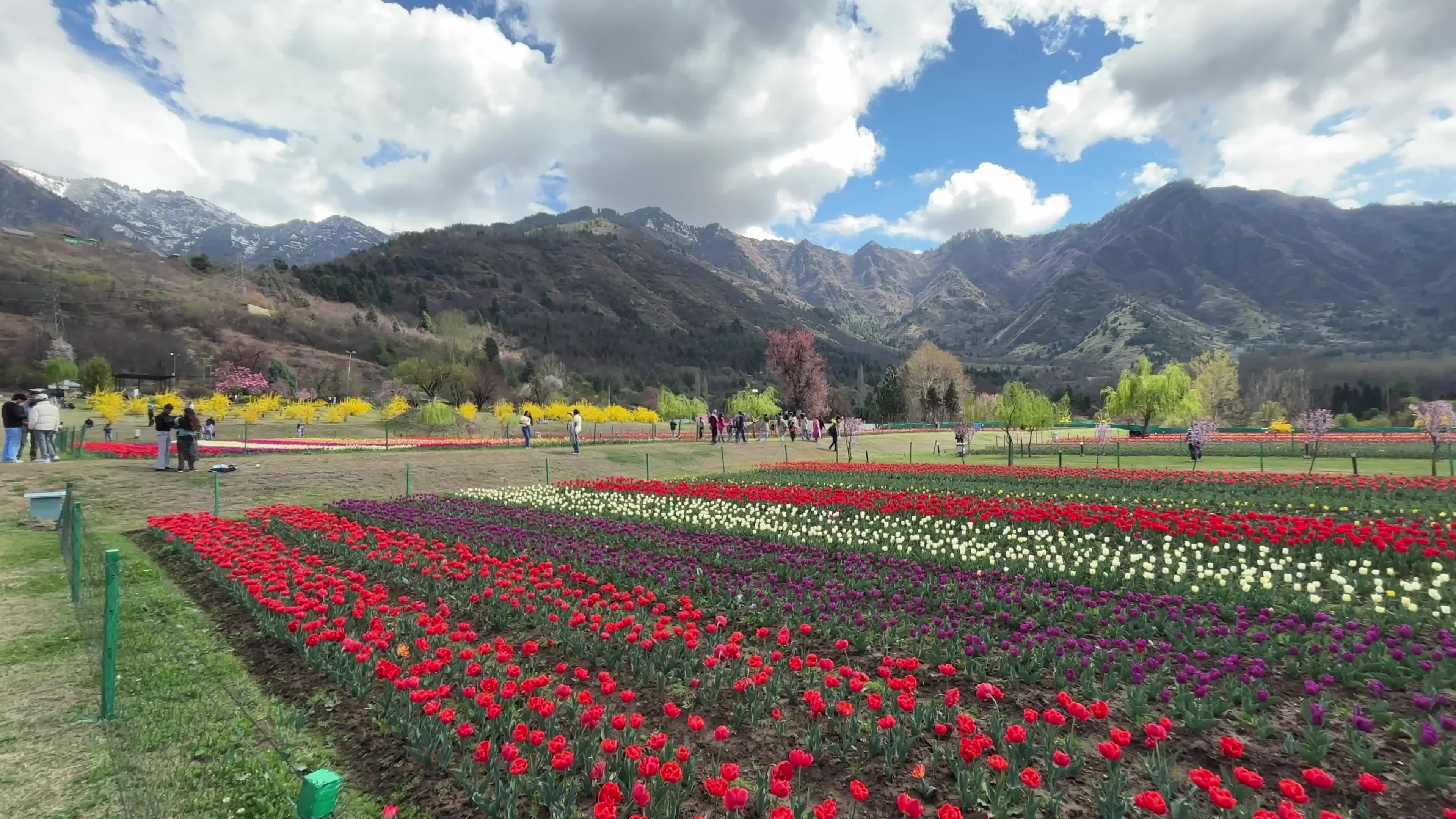 Asia’s Largest Tulip Garden in Kashmir, India