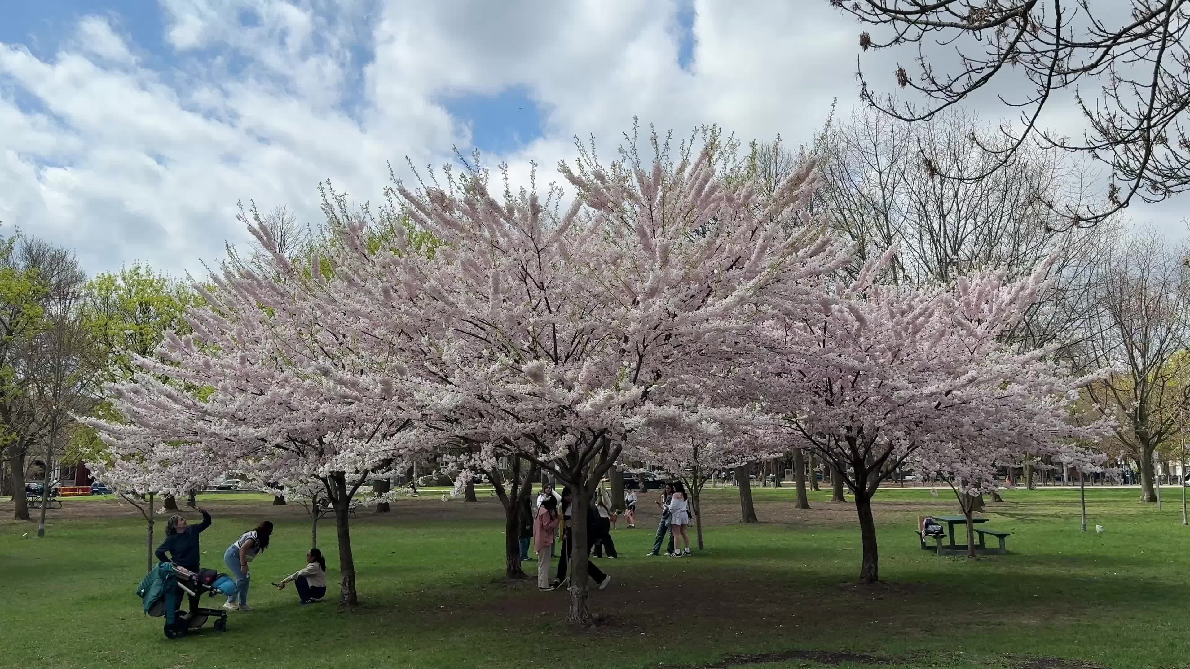Spring season in Toronto, Canada
