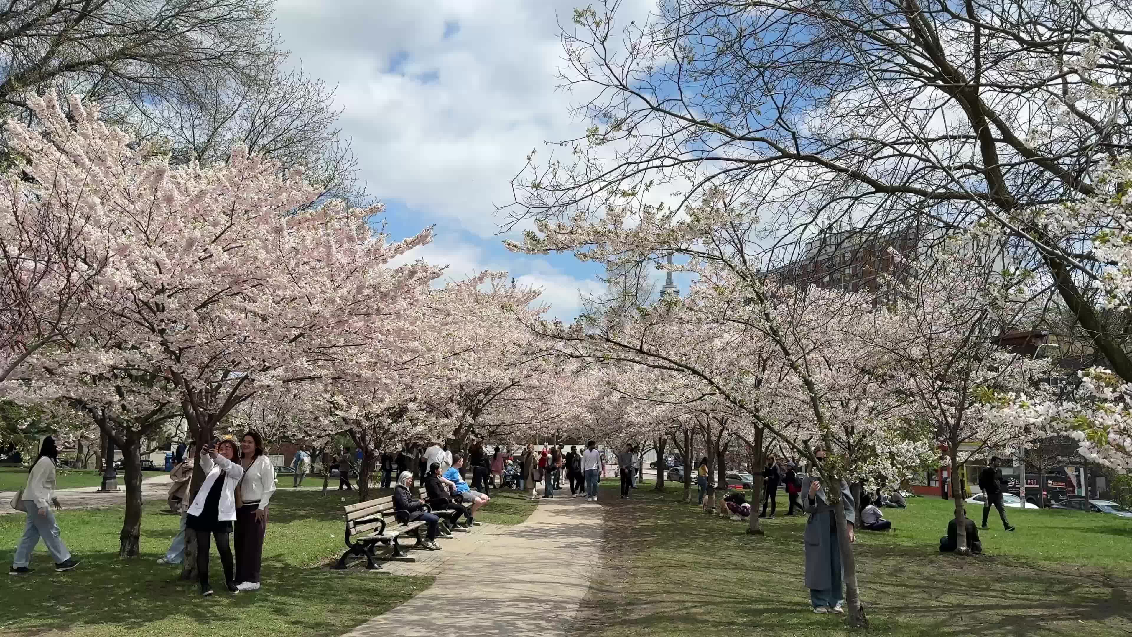 Spring season in Toronto, Canada