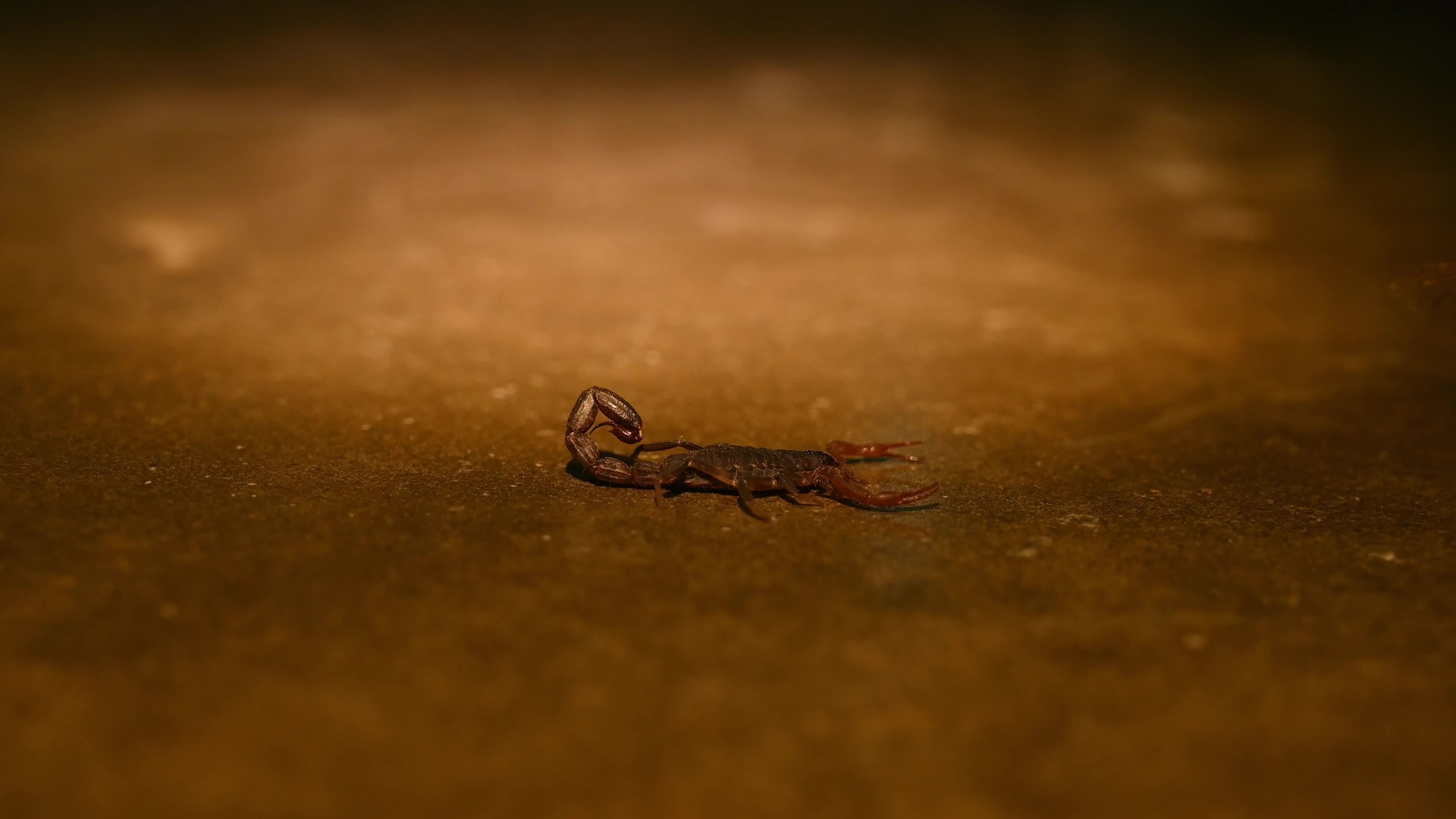 Lychas Tricarinatus - Three-keeled Bark Scorpion - Animal India