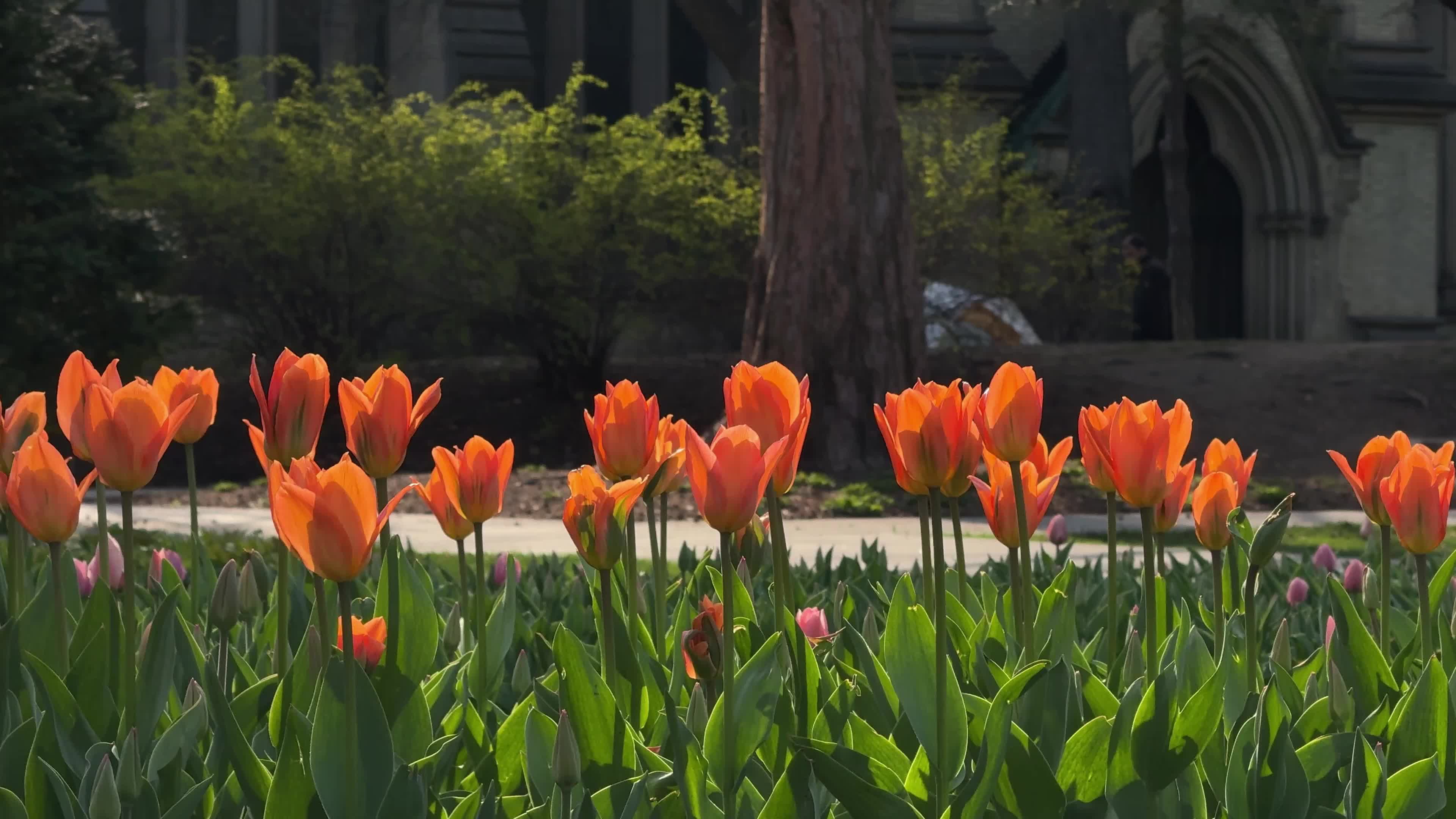 Spring season in Toronto, Canada