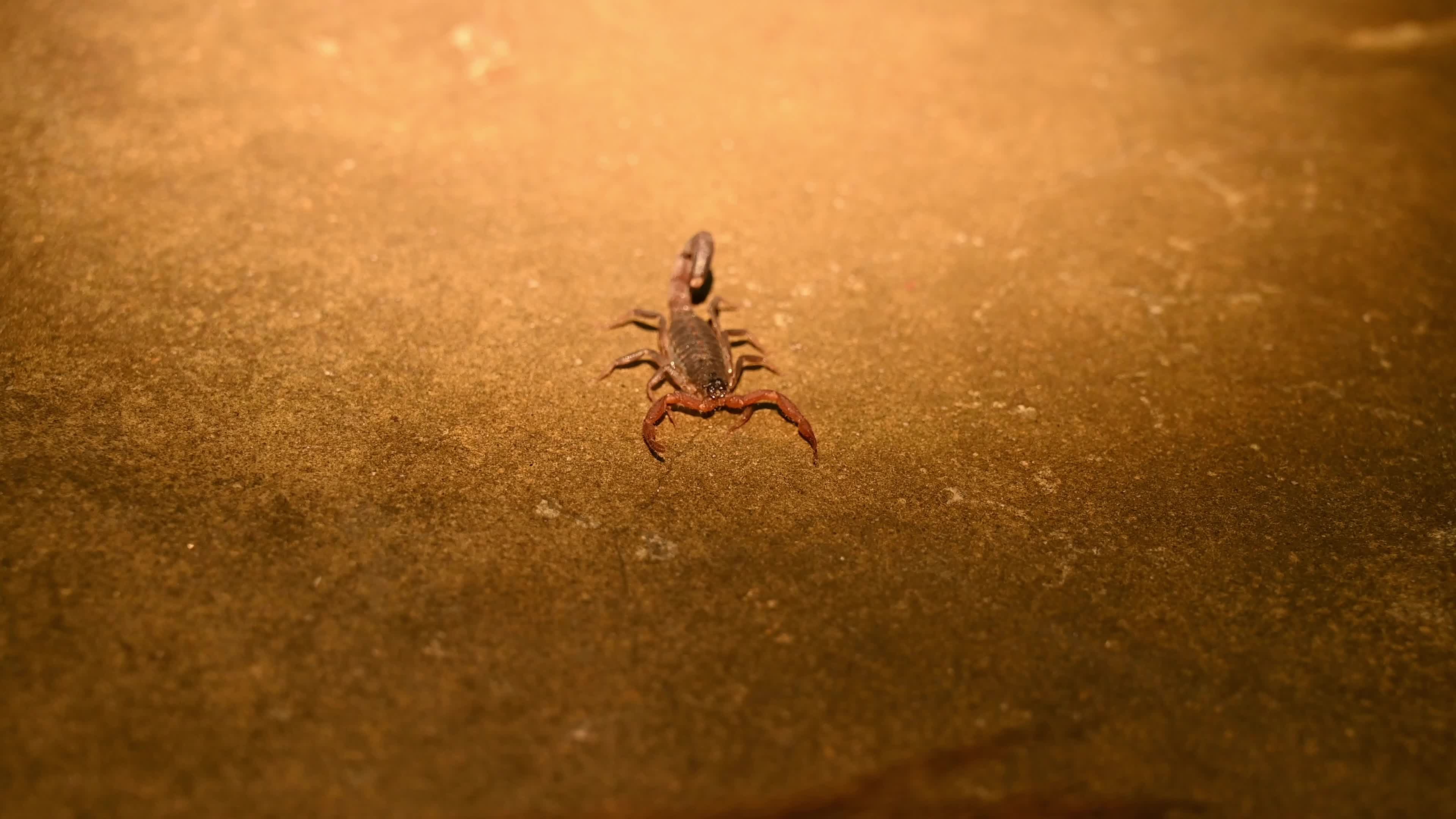 Lychas Tricarinatus - Three-keeled Bark Scorpion - Animal India