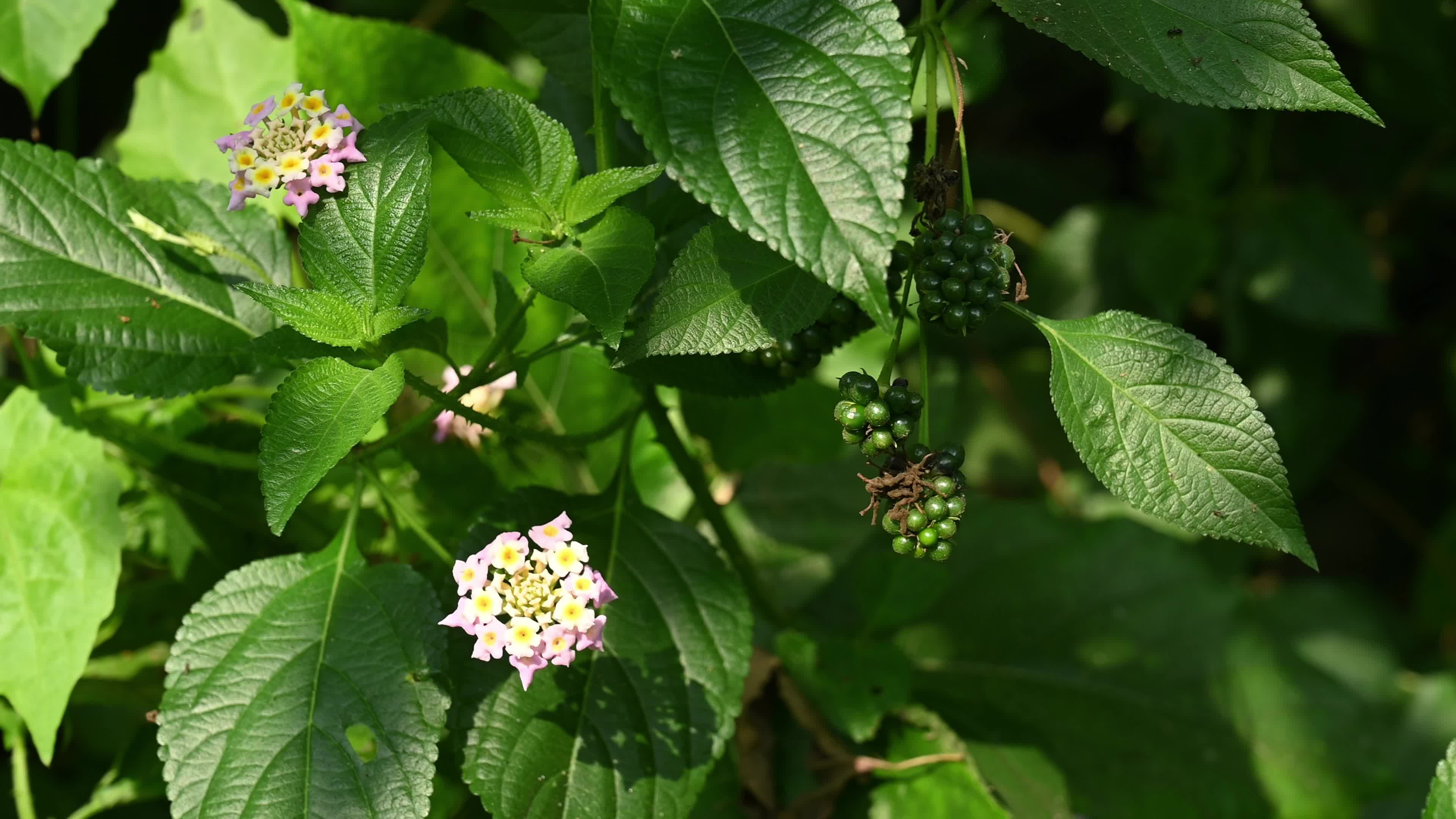 Lantana camara - Butterfly - Invasive species - Toxic to livestock