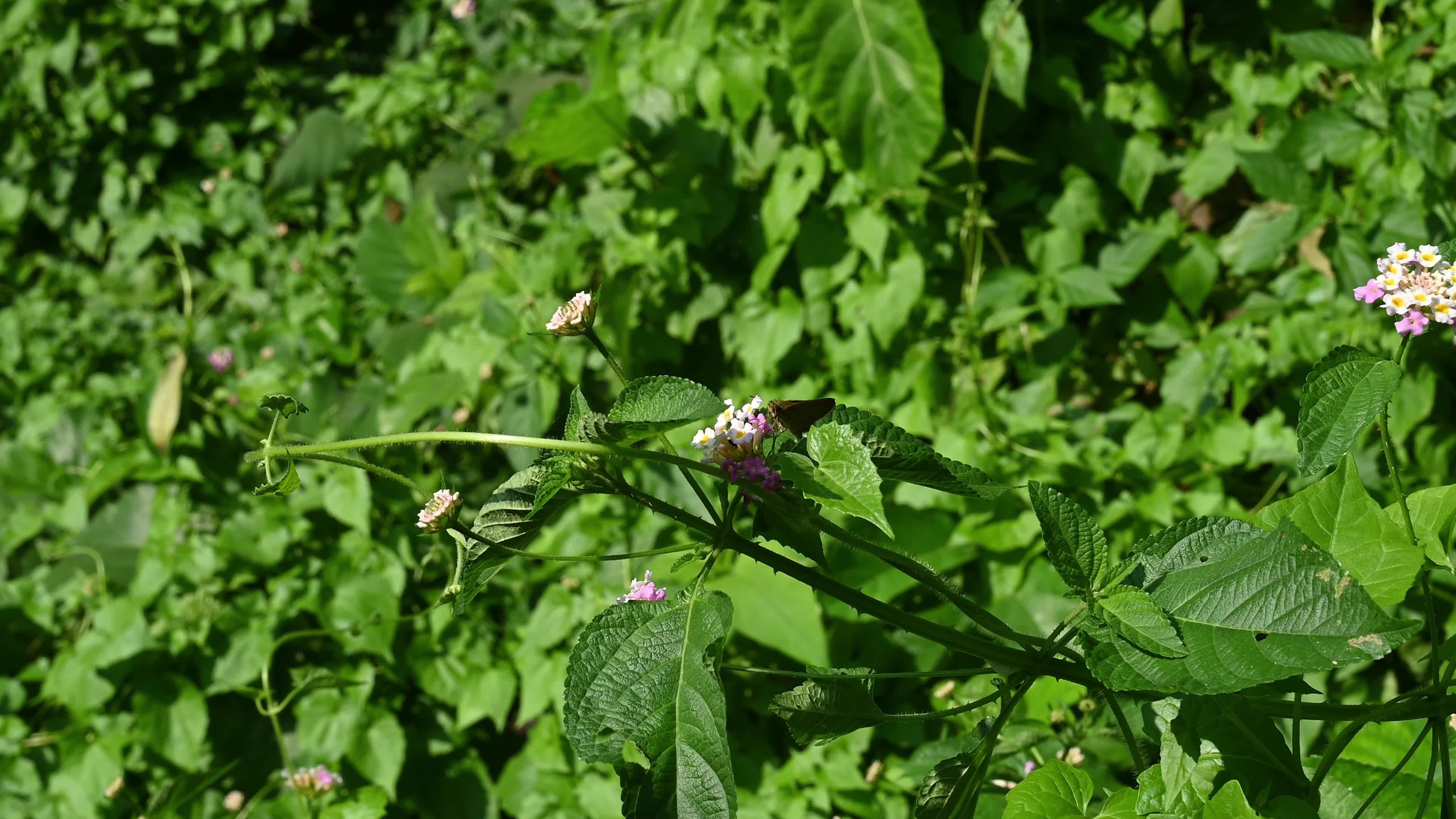 Lantana camara - Butterfly - Invasive species - Toxic to livestock