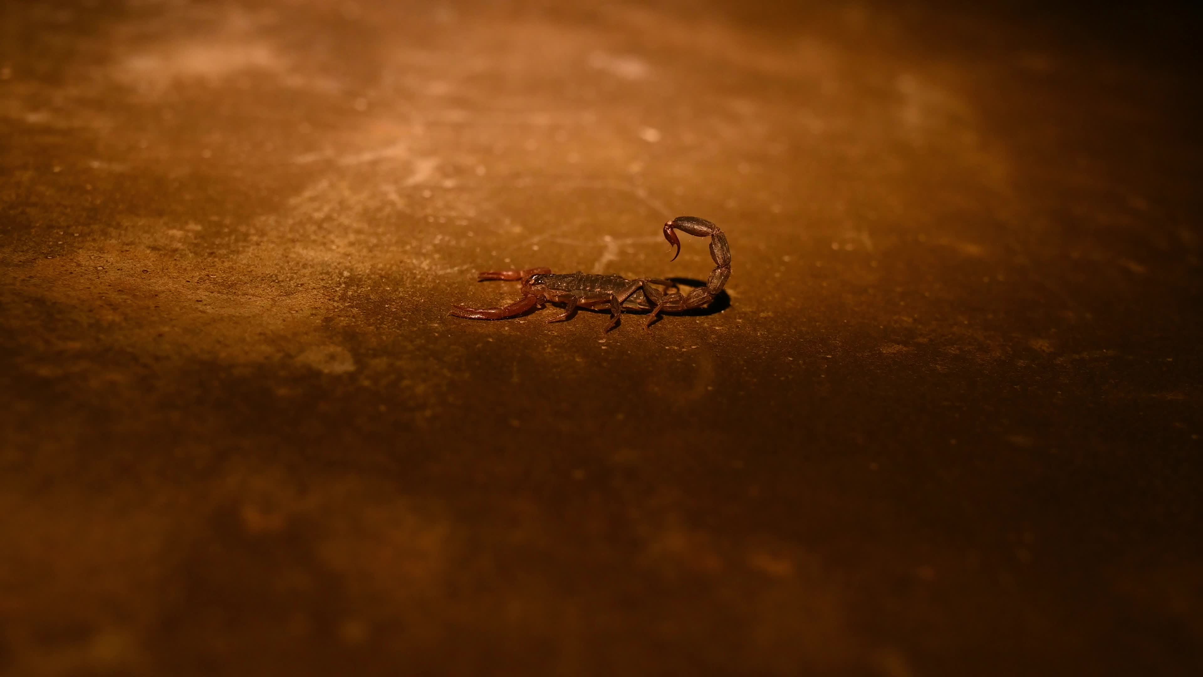 Lychas Tricarinatus - Three-keeled Bark Scorpion - Animal India