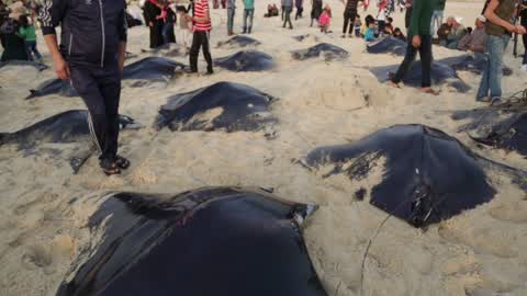 Fish Of Stingrays In Gaza City