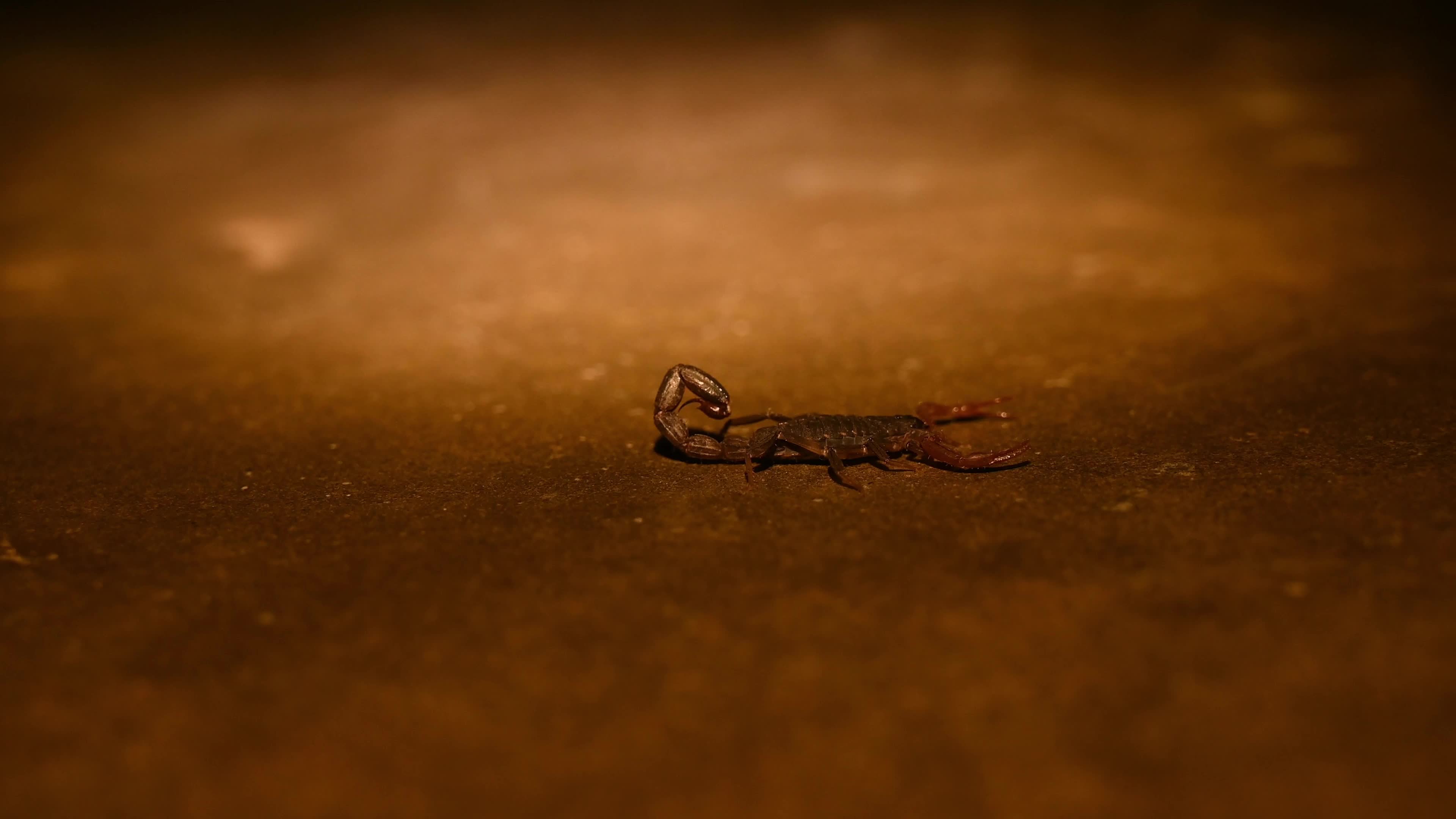 Lychas Tricarinatus - Three-keeled Bark Scorpion - Animal India