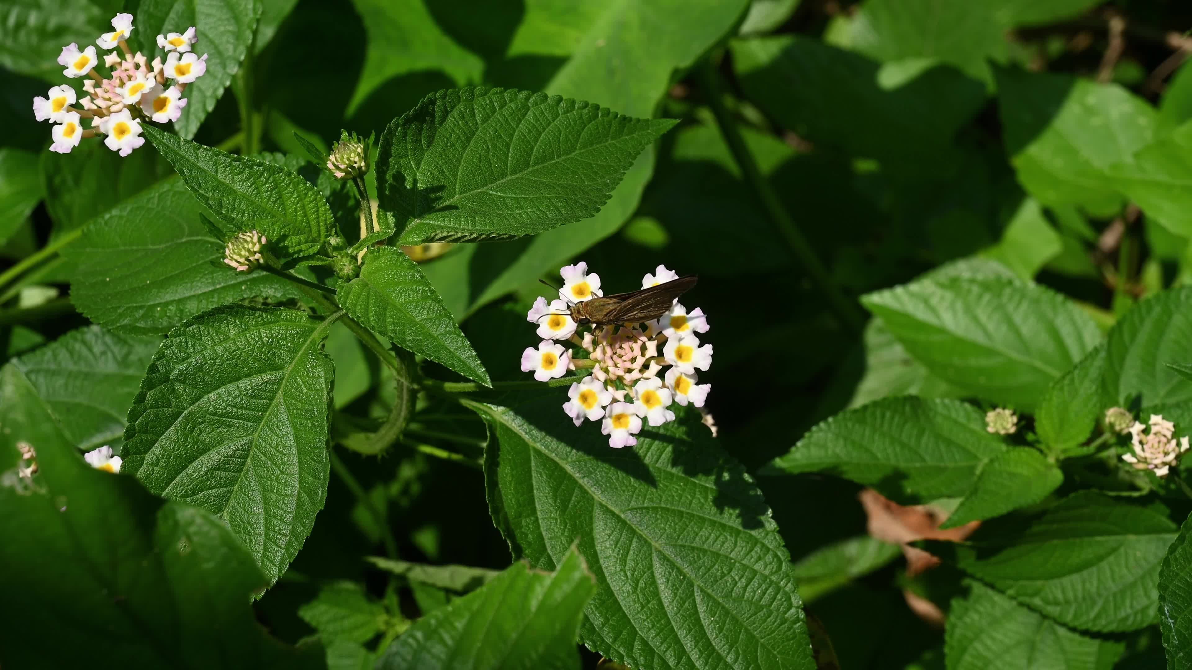 Lantana camara - Butterfly - Invasive species - Toxic to livestock