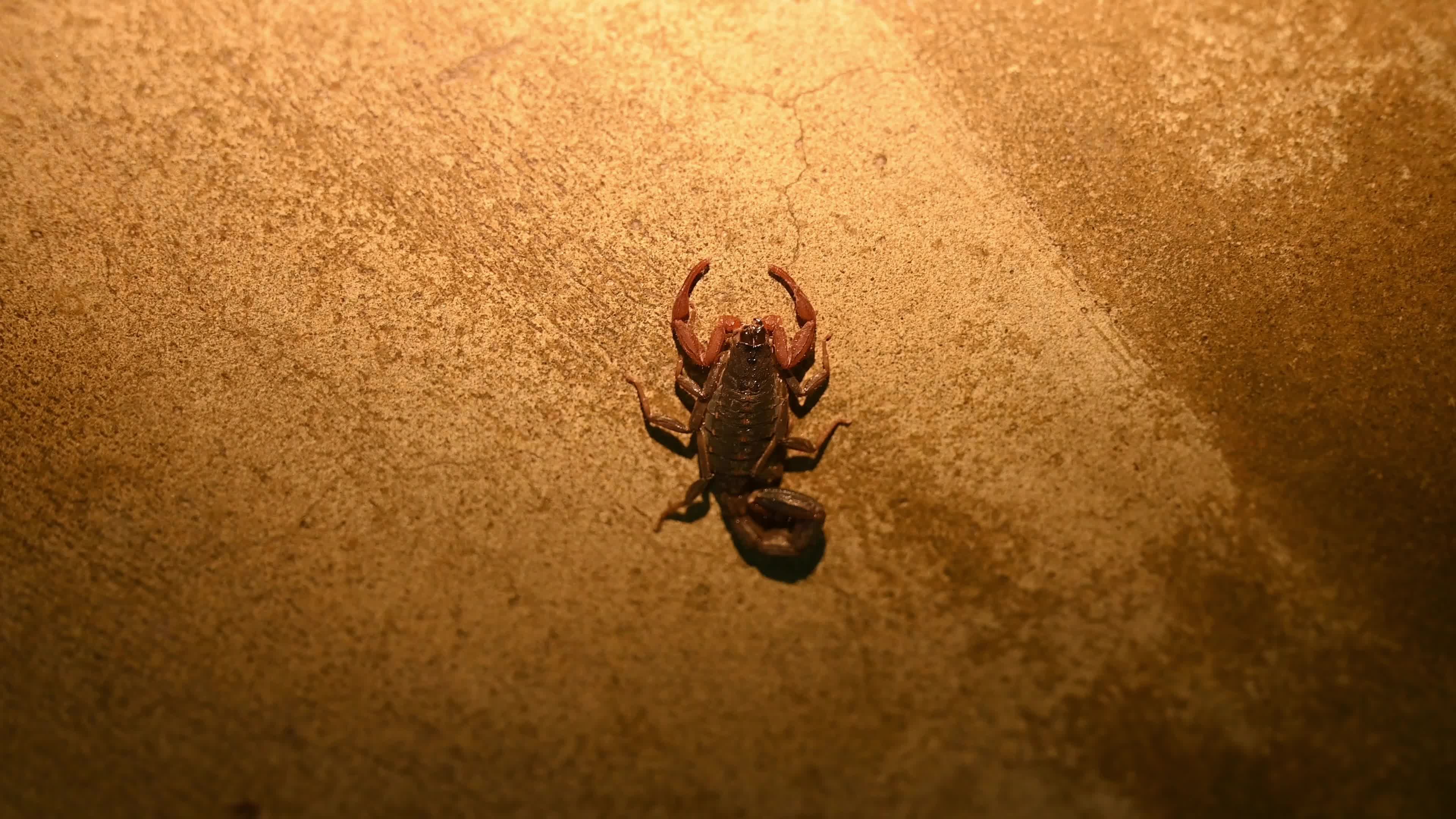 Lychas Tricarinatus - Three-keeled Bark Scorpion - Animal India