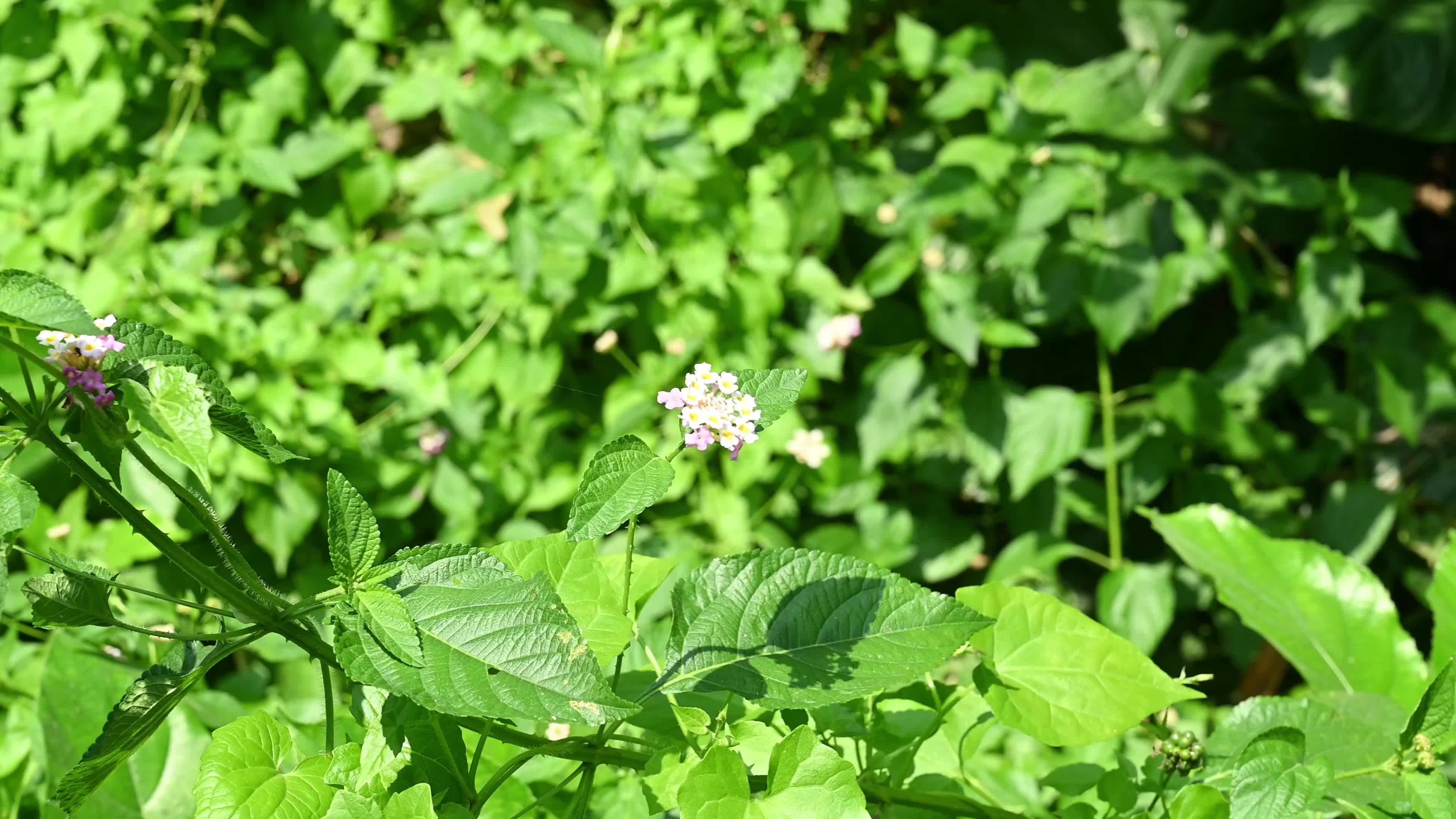 Lantana camara - Butterfly - Invasive species - Toxic to livestock