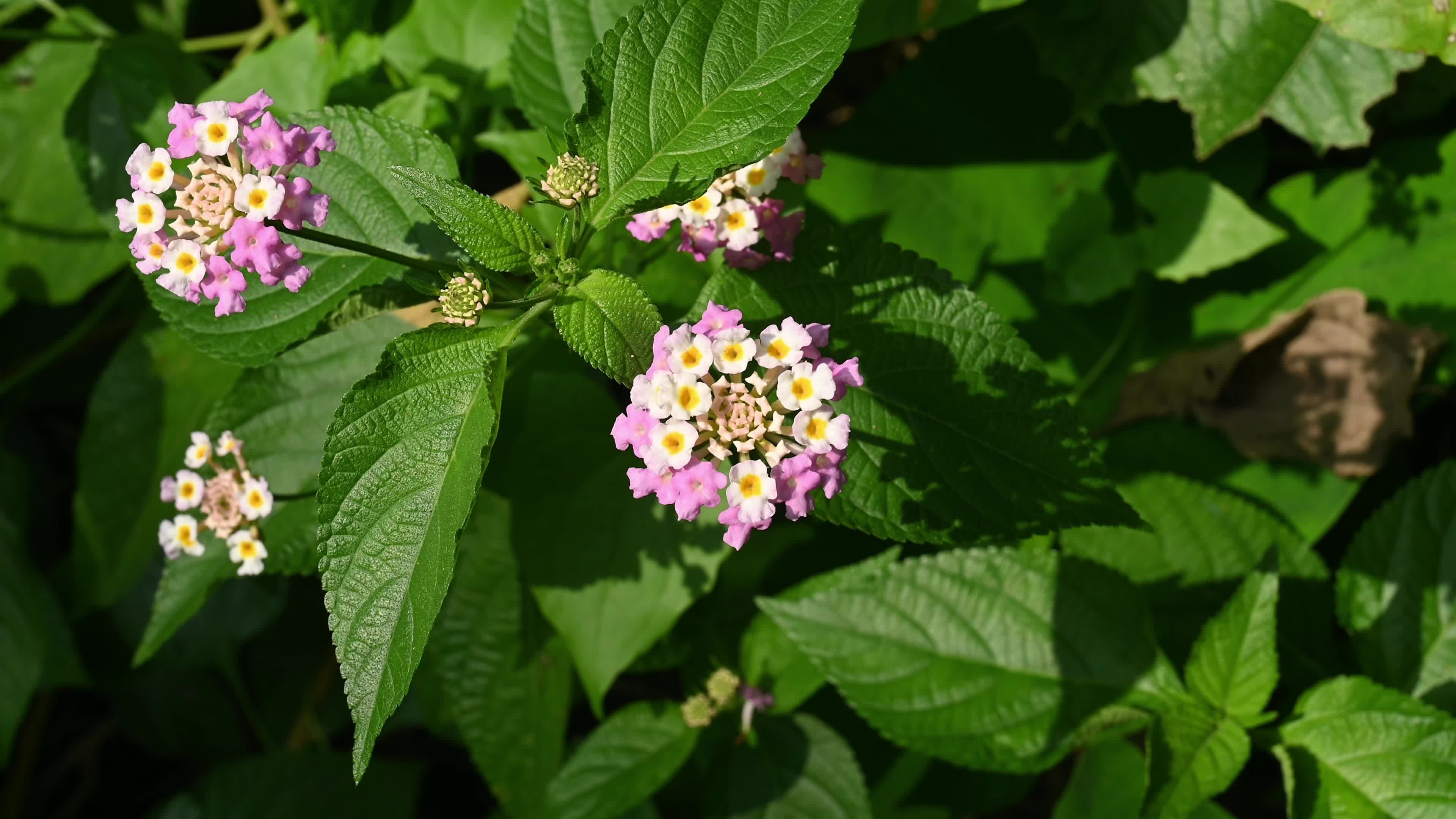 Lantana camara - Butterfly - Invasive species - Toxic to livestock