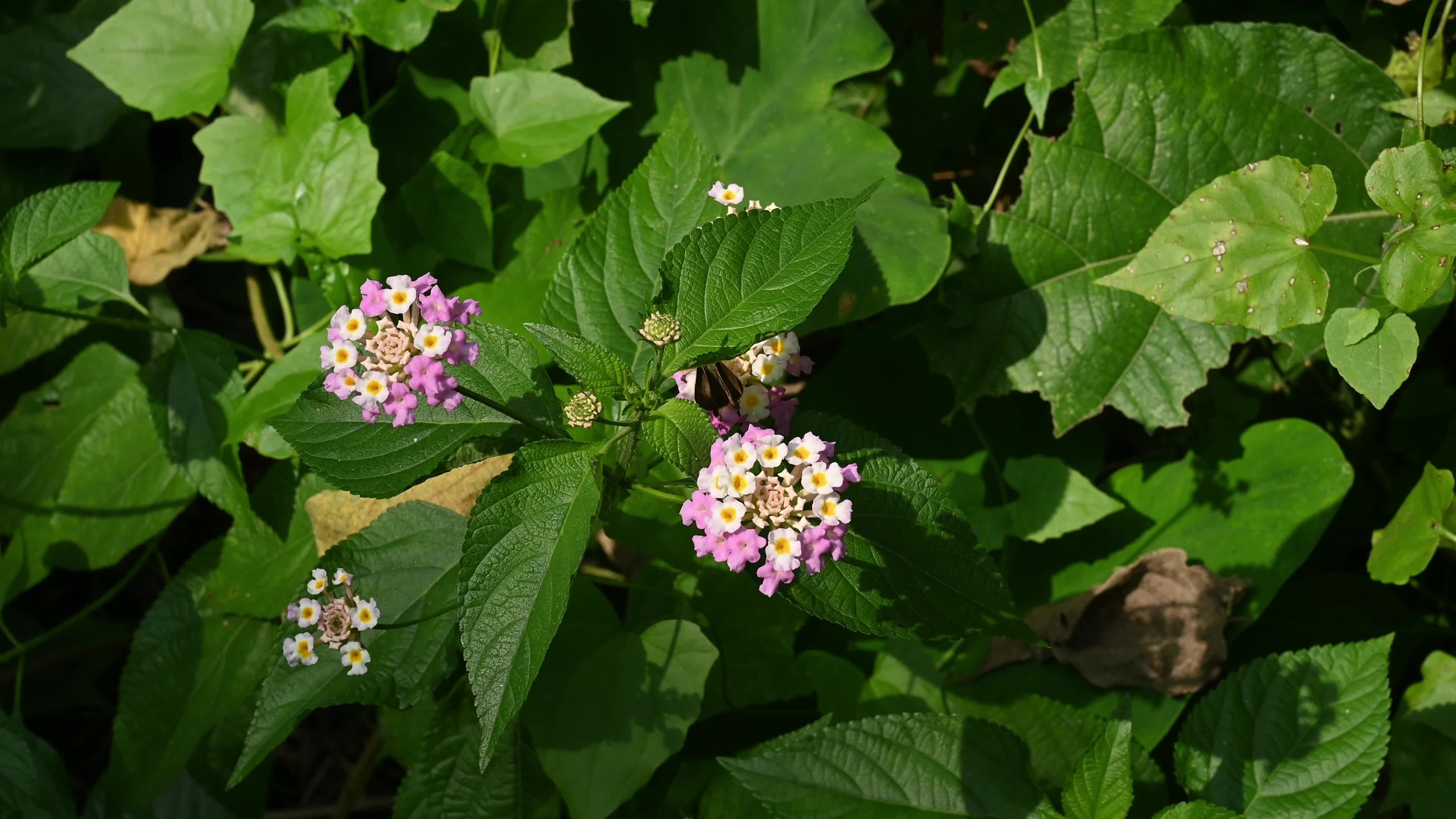 Lantana camara - Butterfly - Invasive species - Toxic to livestock
