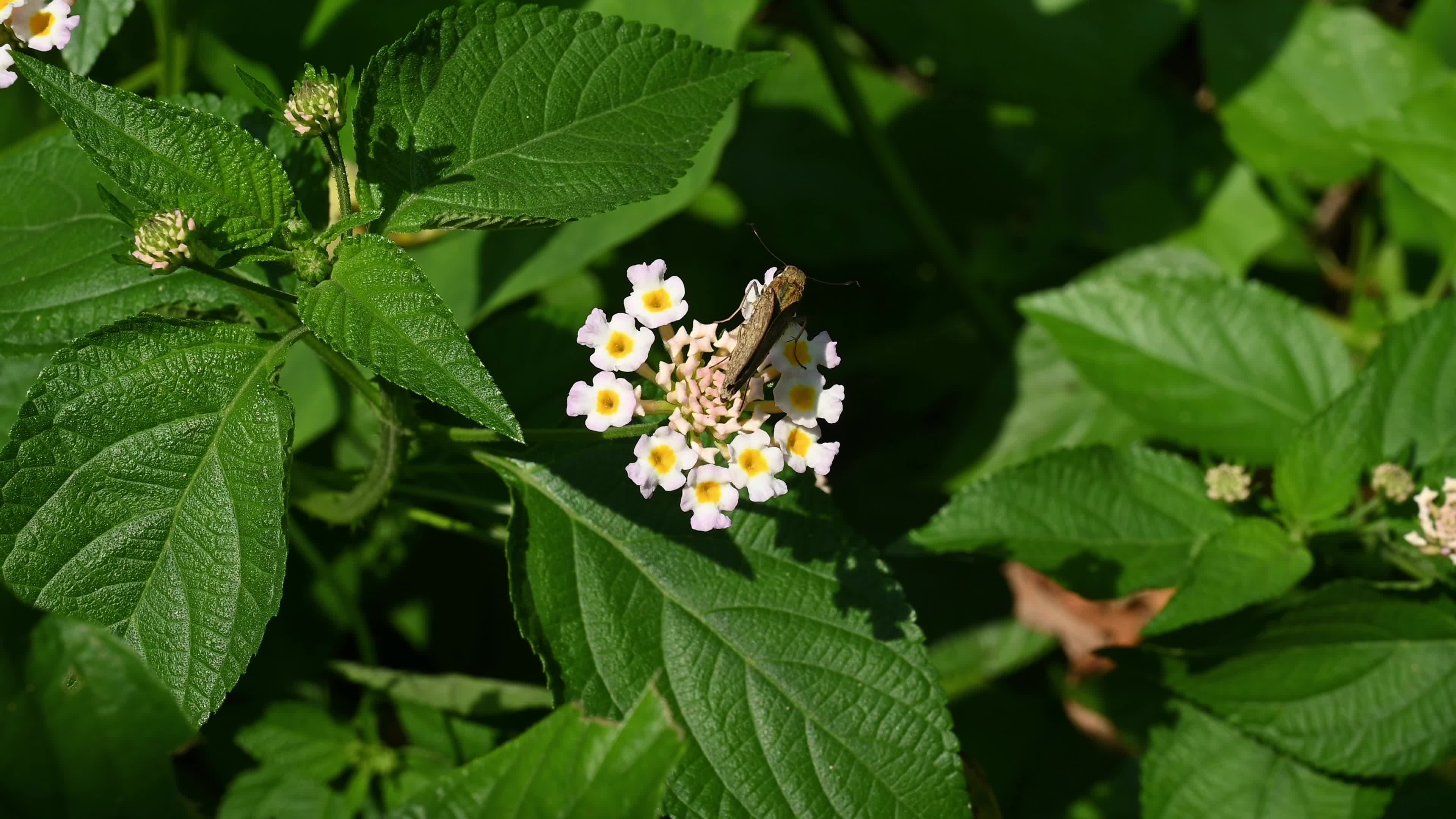 Lantana camara - Butterfly - Invasive species - Toxic to livestock