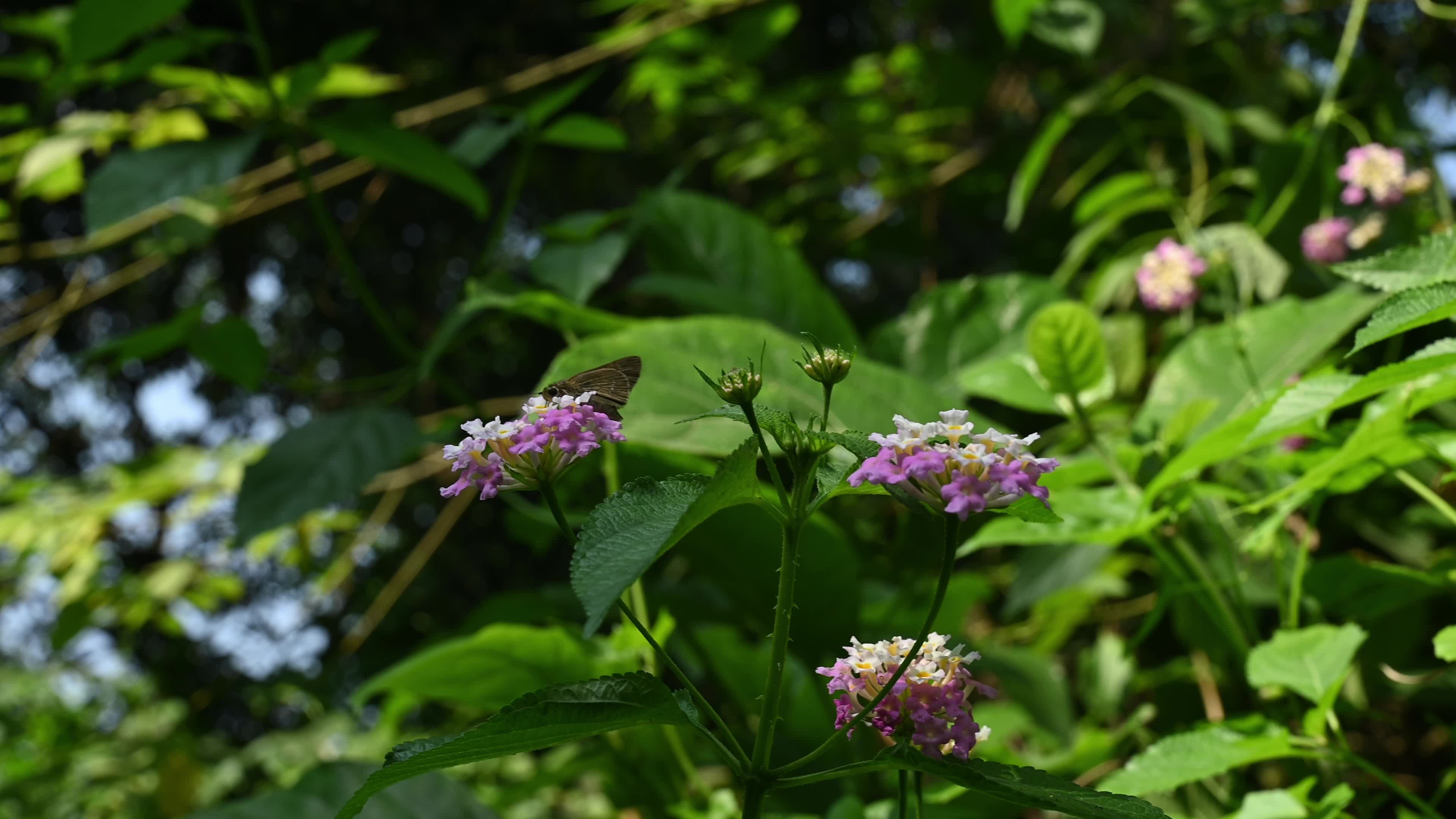 Lantana camara - Butterfly - Invasive species - Toxic to livestock