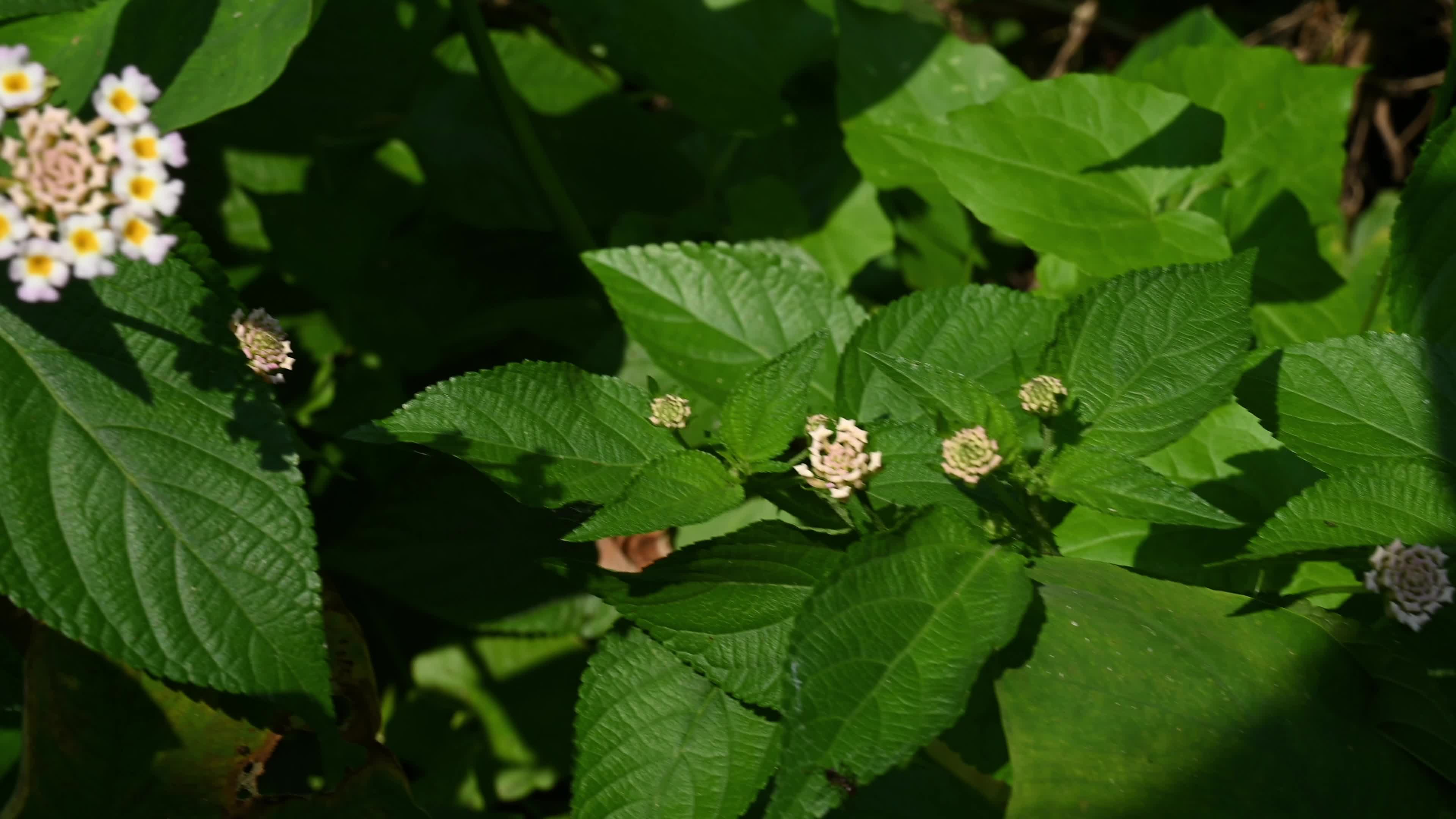 Lantana camara - Butterfly - Invasive species - Toxic to livestock