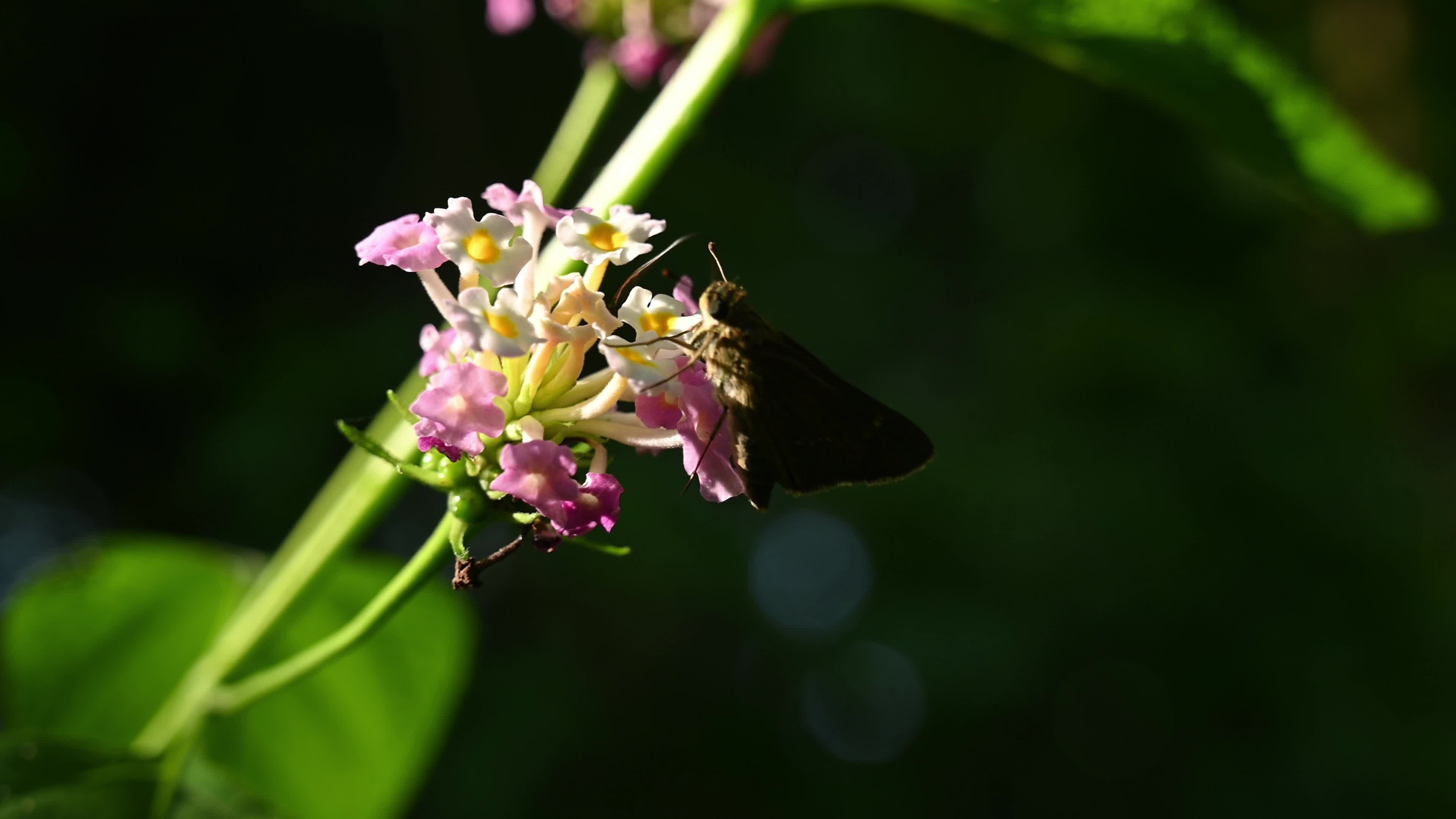 Lantana camara - Butterfly - Invasive species - Toxic to livestock