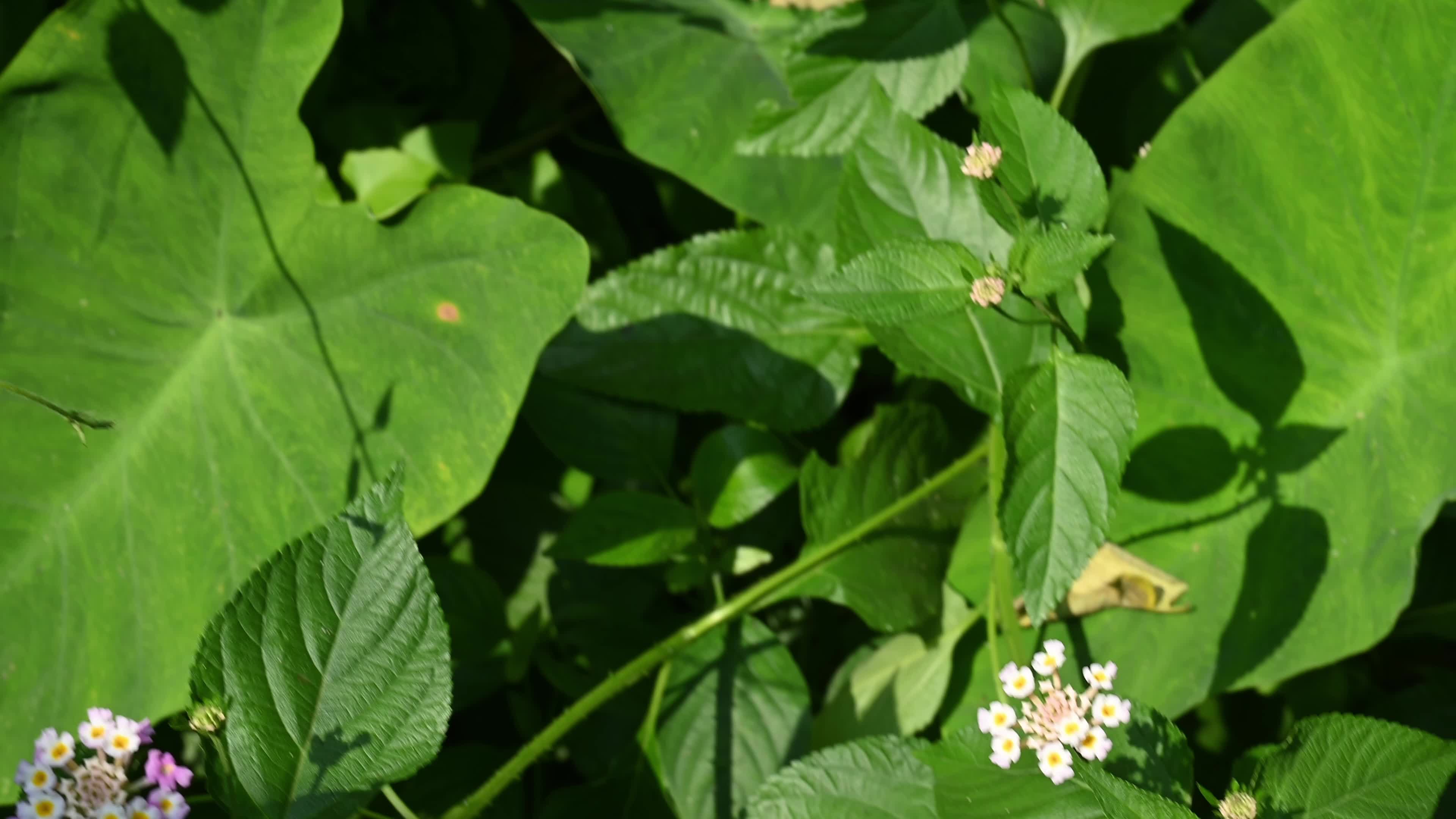 Lantana camara - Butterfly - Invasive species - Toxic to livestock