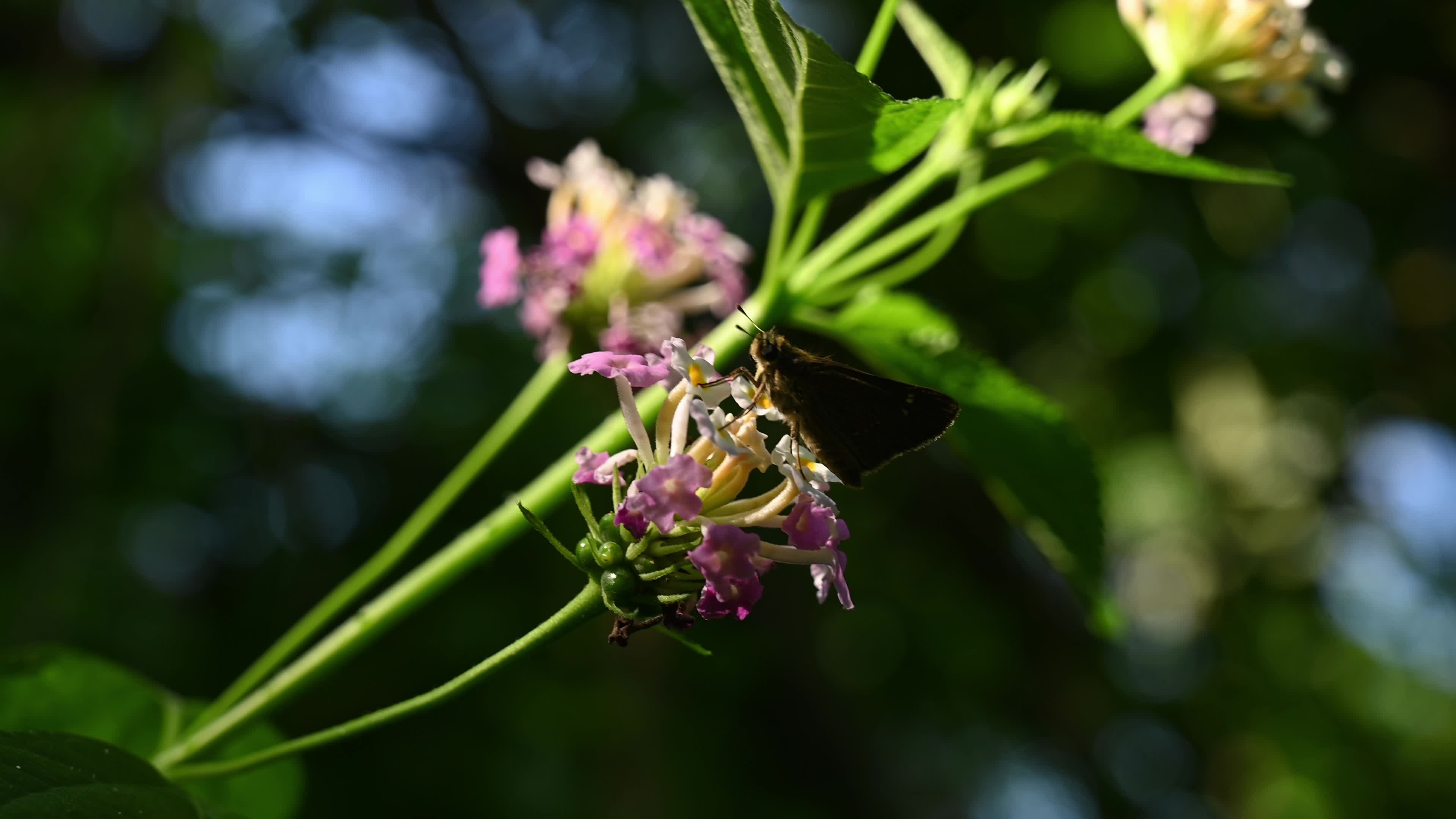Lantana camara - Butterfly - Invasive species - Toxic to livestock