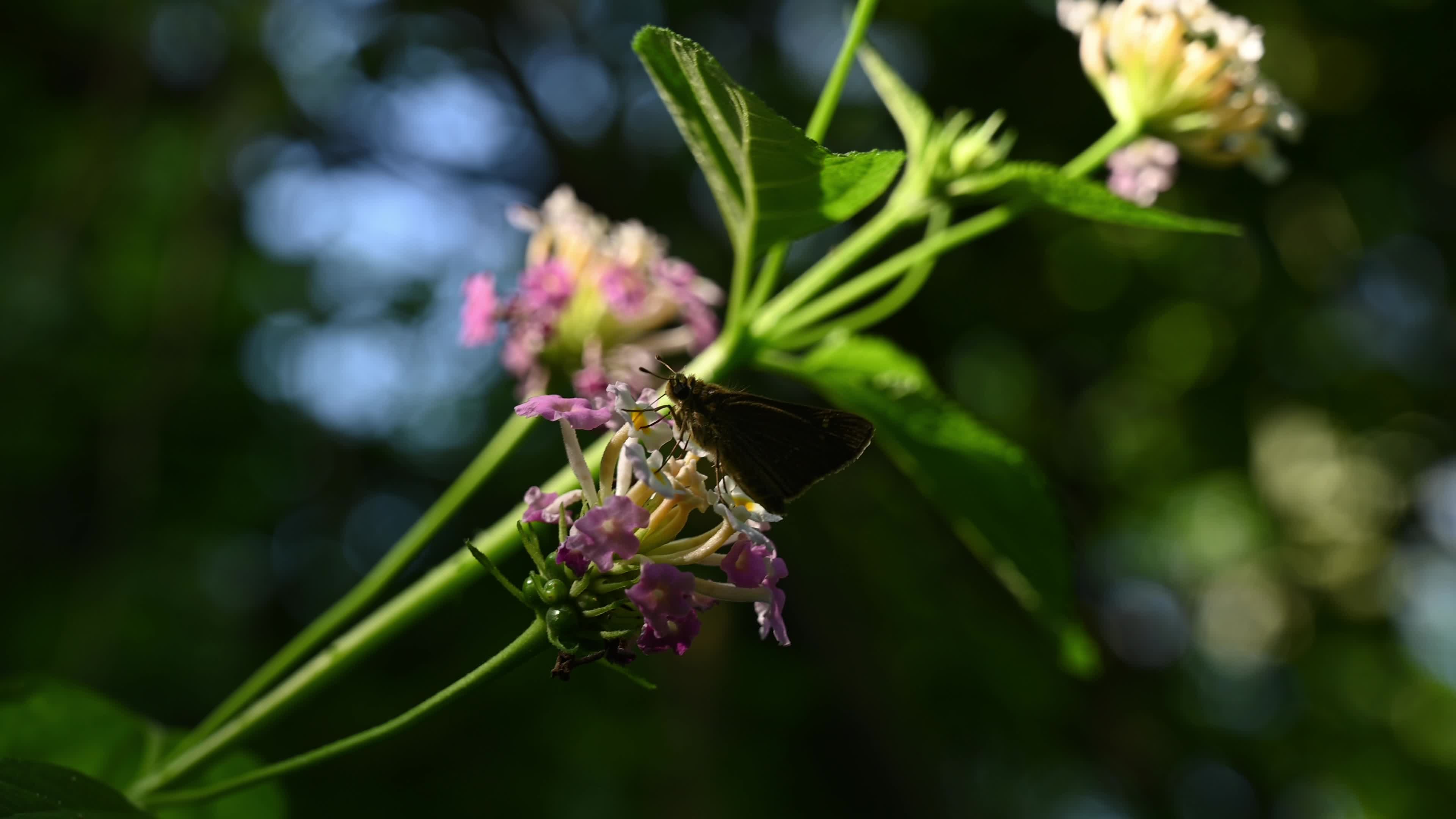 Lantana camara - Butterfly - Invasive species - Toxic to livestock