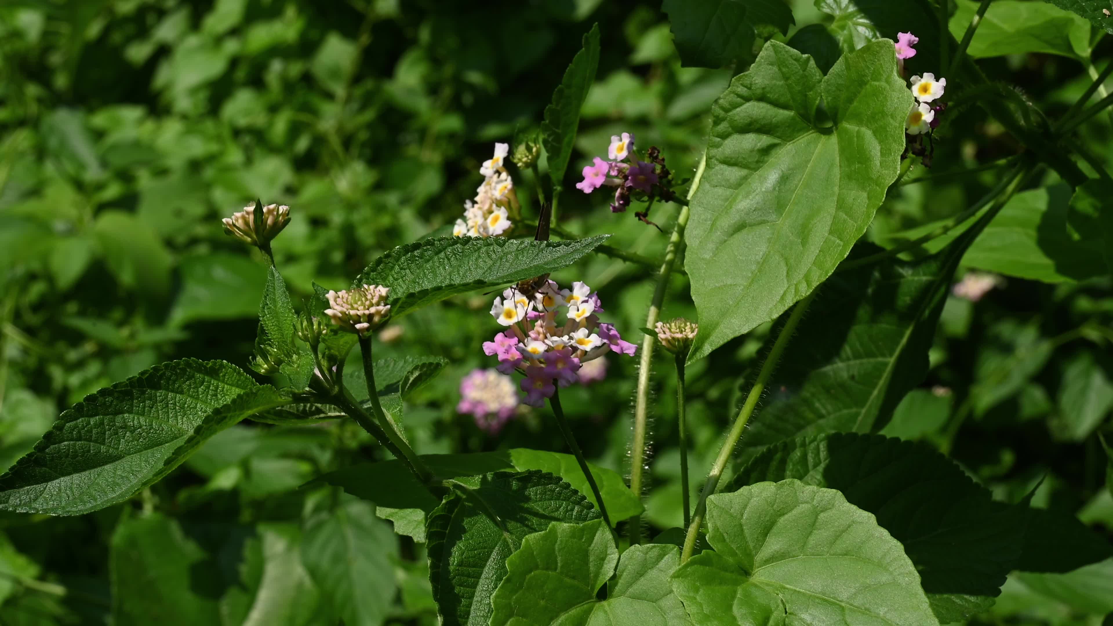 Lantana camara - Butterfly - Invasive species - Toxic to livestock