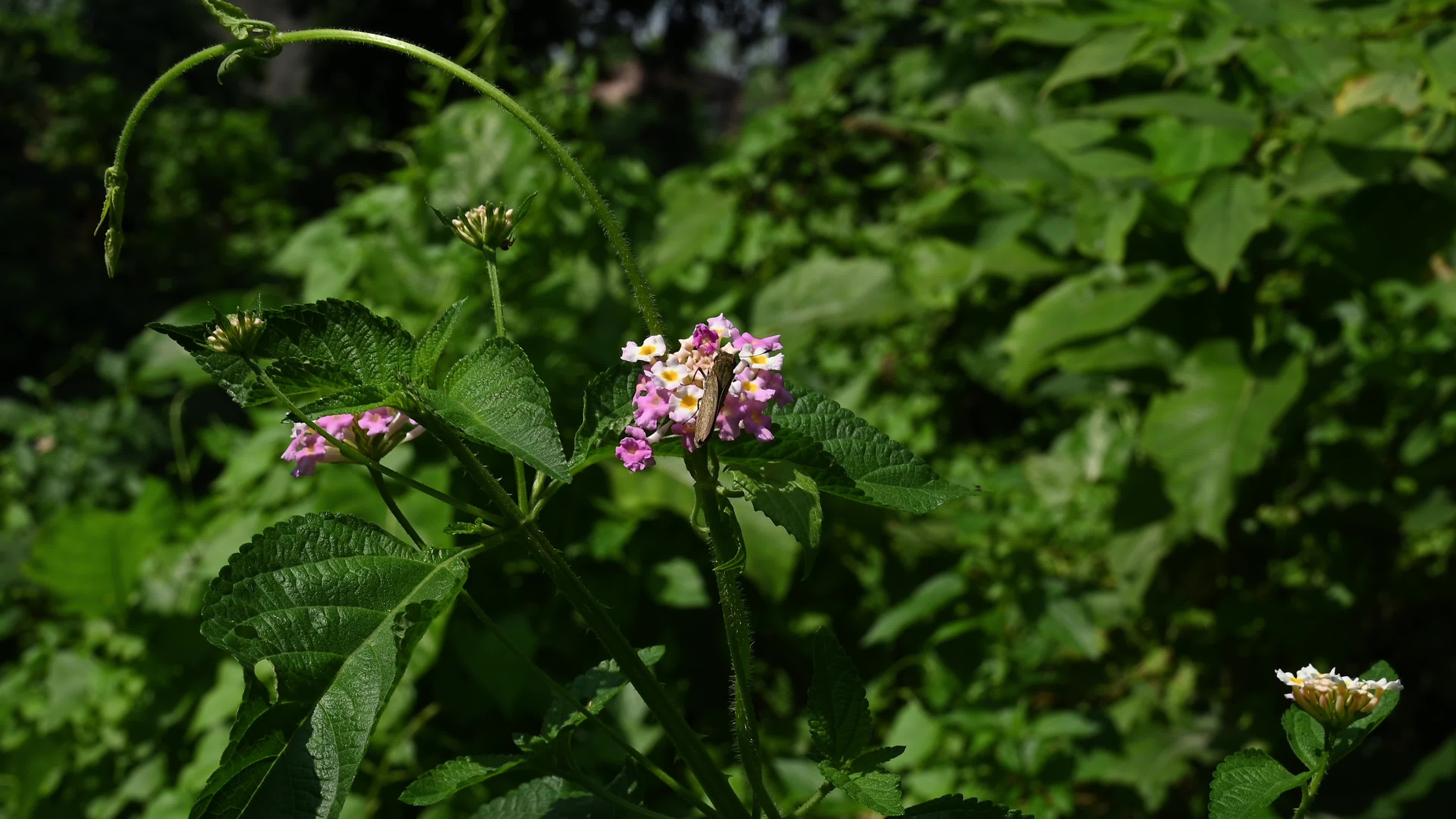 Lantana camara - Butterfly - Invasive species - Toxic to livestock