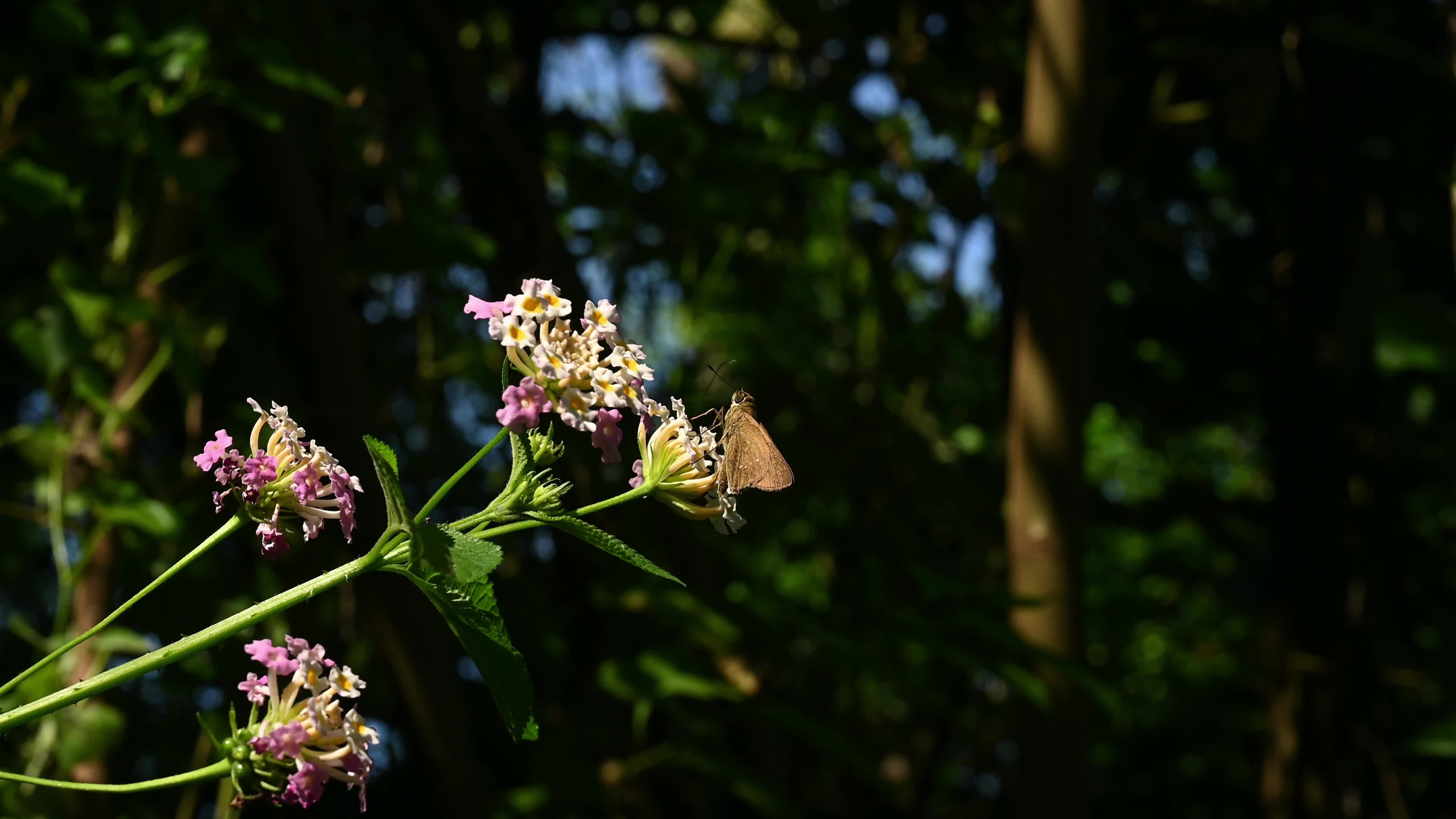Lantana camara - Butterfly - Invasive species - Toxic to livestock