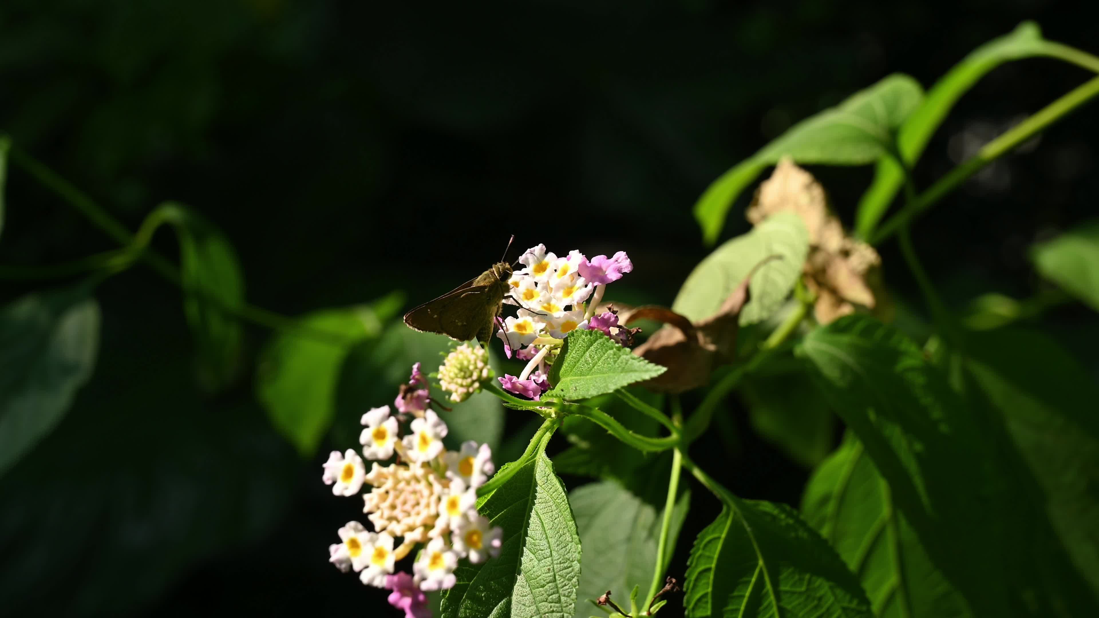 Lantana camara - Butterfly - Invasive species - Toxic to livestock