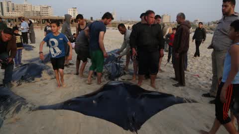 Fish Of Stingrays In Gaza City