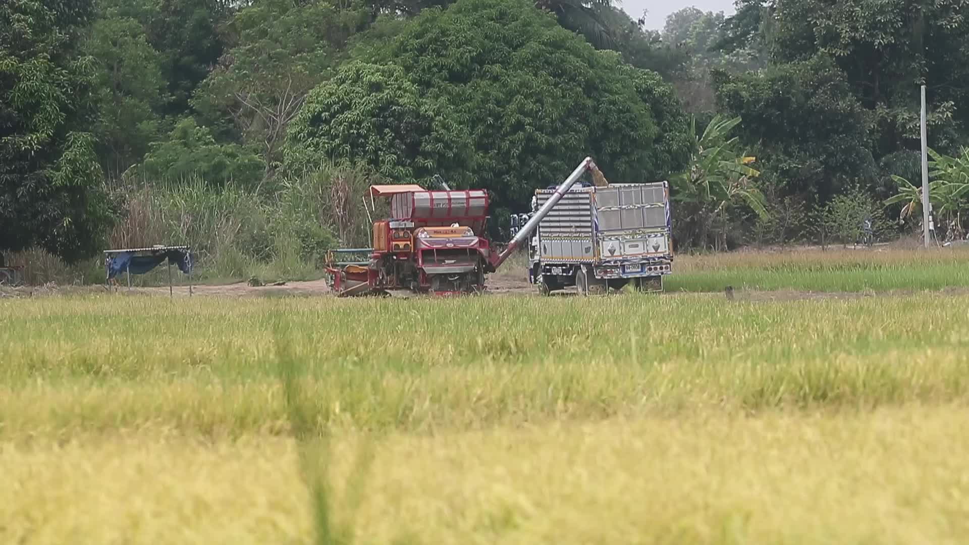 Thailand Agriculture