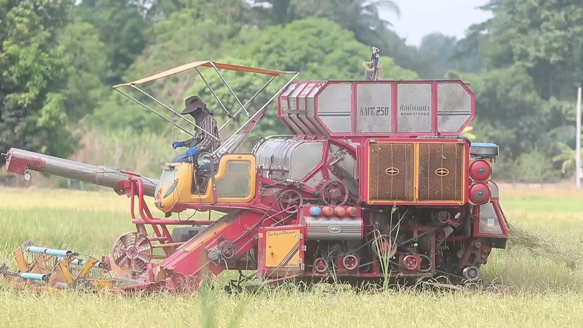 Thailand Agriculture
