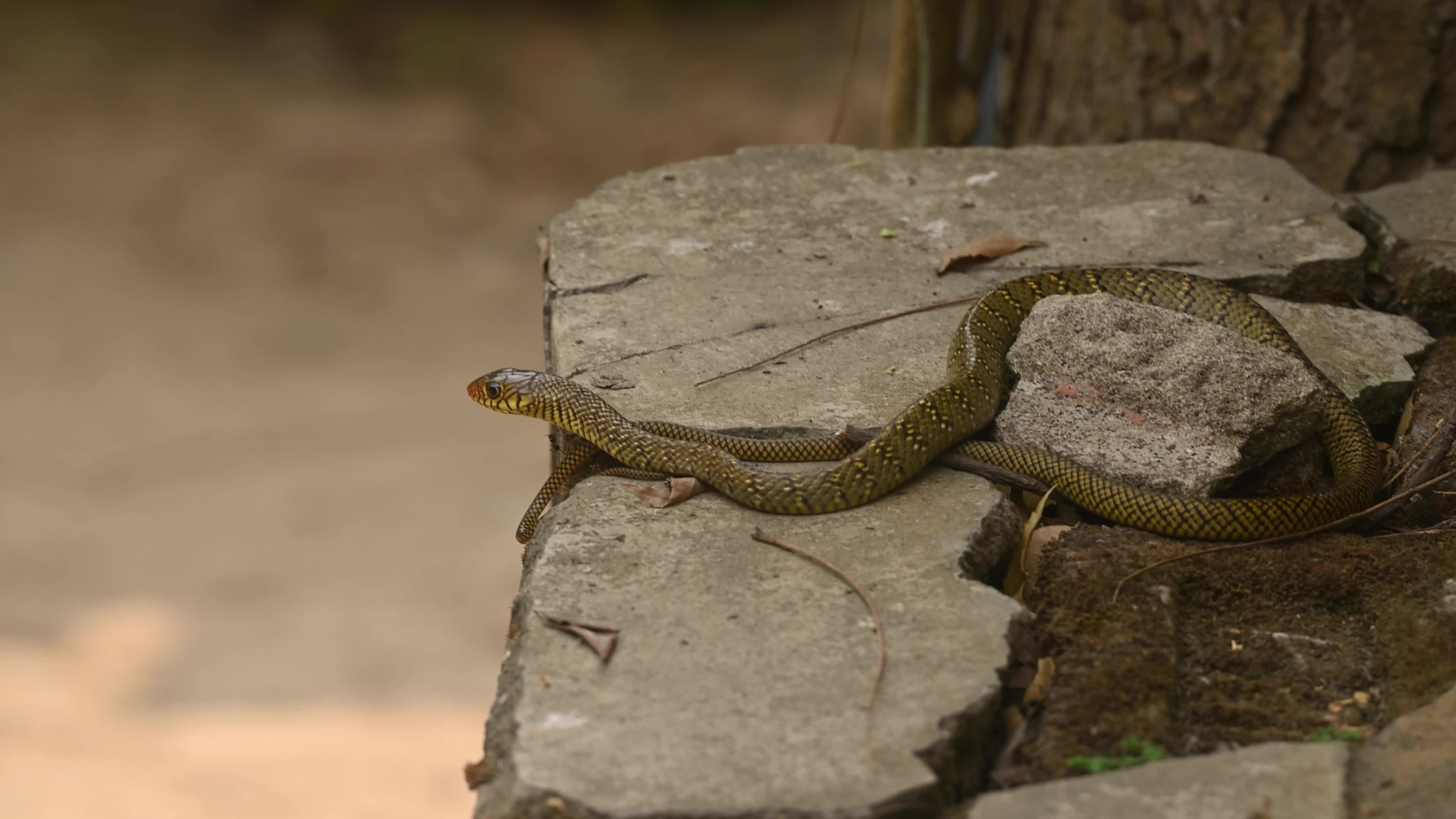 Indian Rat Snake - Farmer's friend - Nature’s Own Pest Control