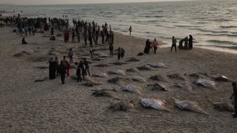 Fish Of Stingrays In Gaza City