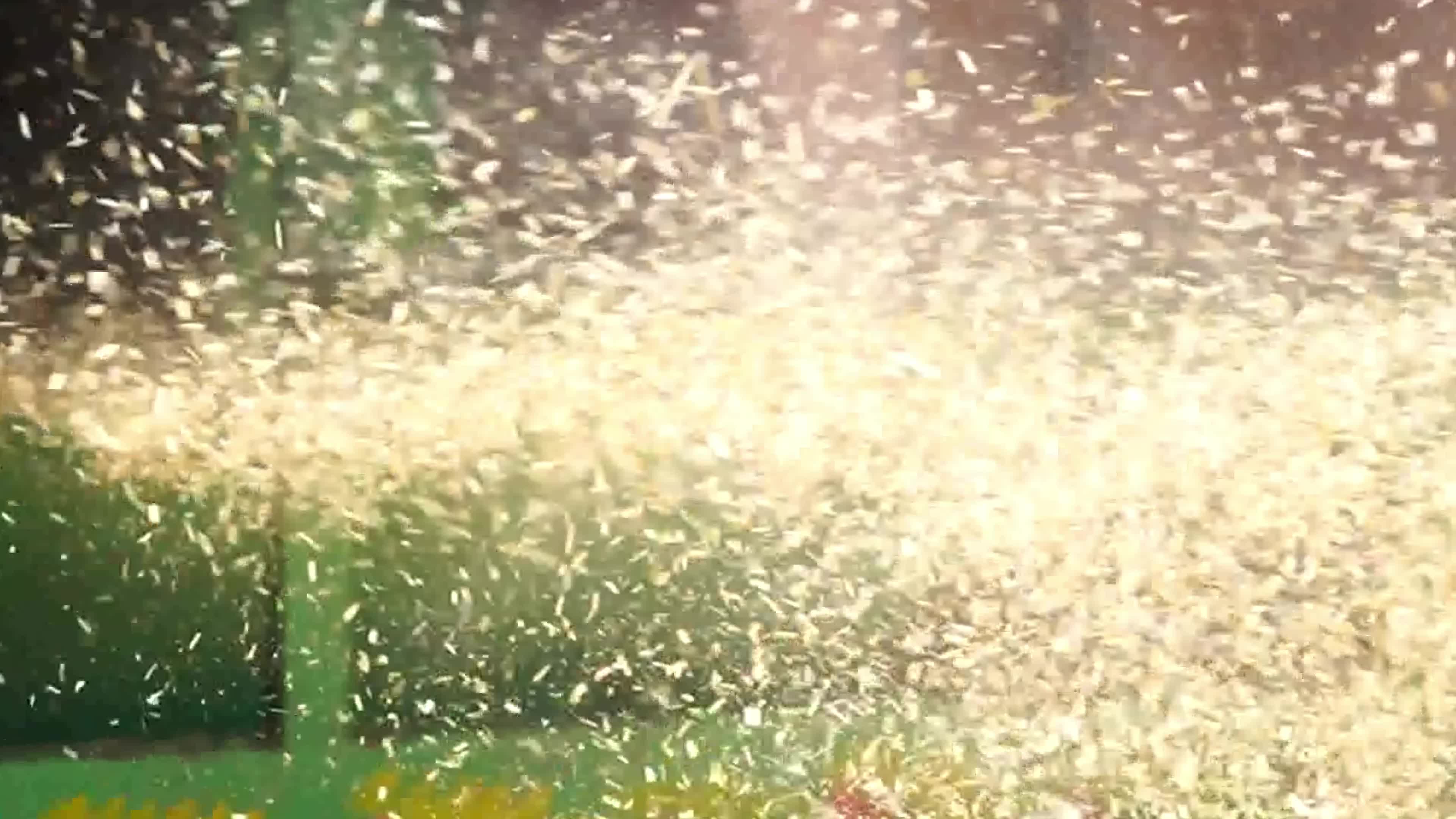 Wheat Harvest In India