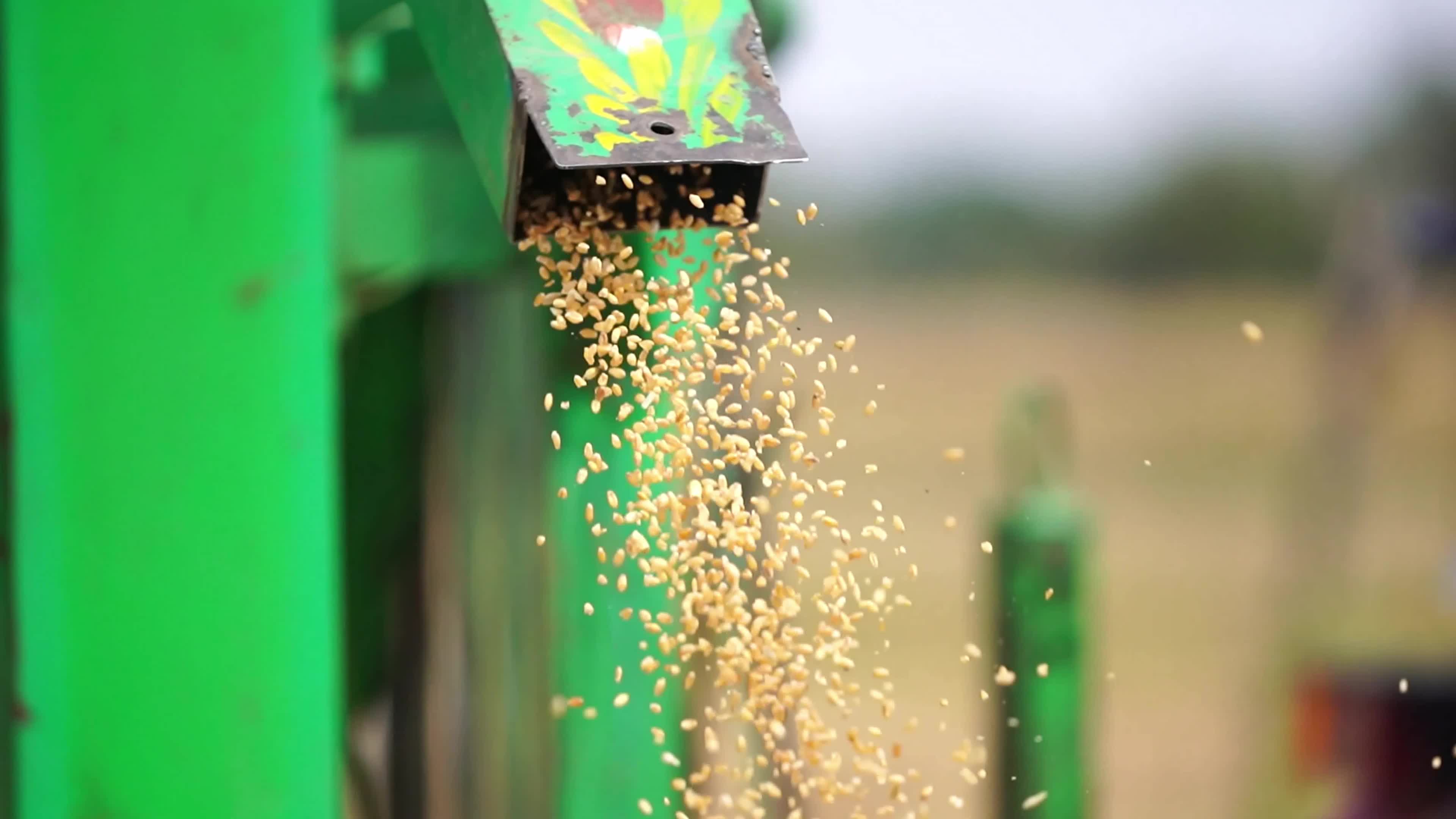Wheat Harvest In India