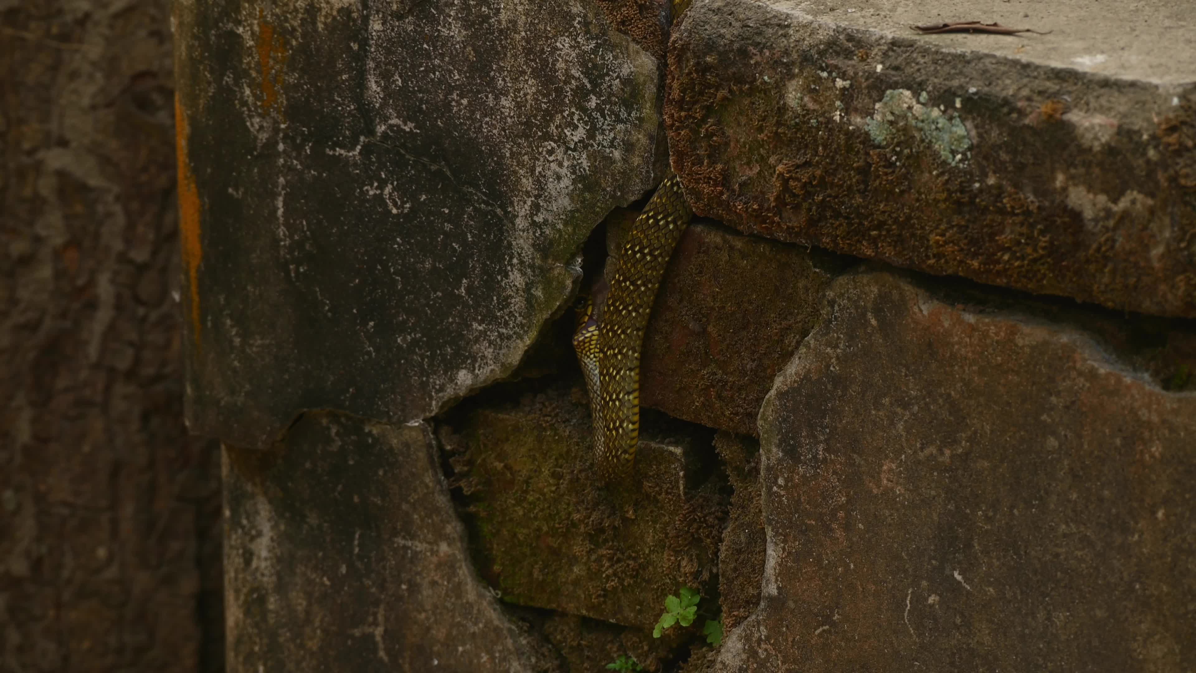 Indian Rat Snake - Farmer's friend - Nature’s Own Pest Control