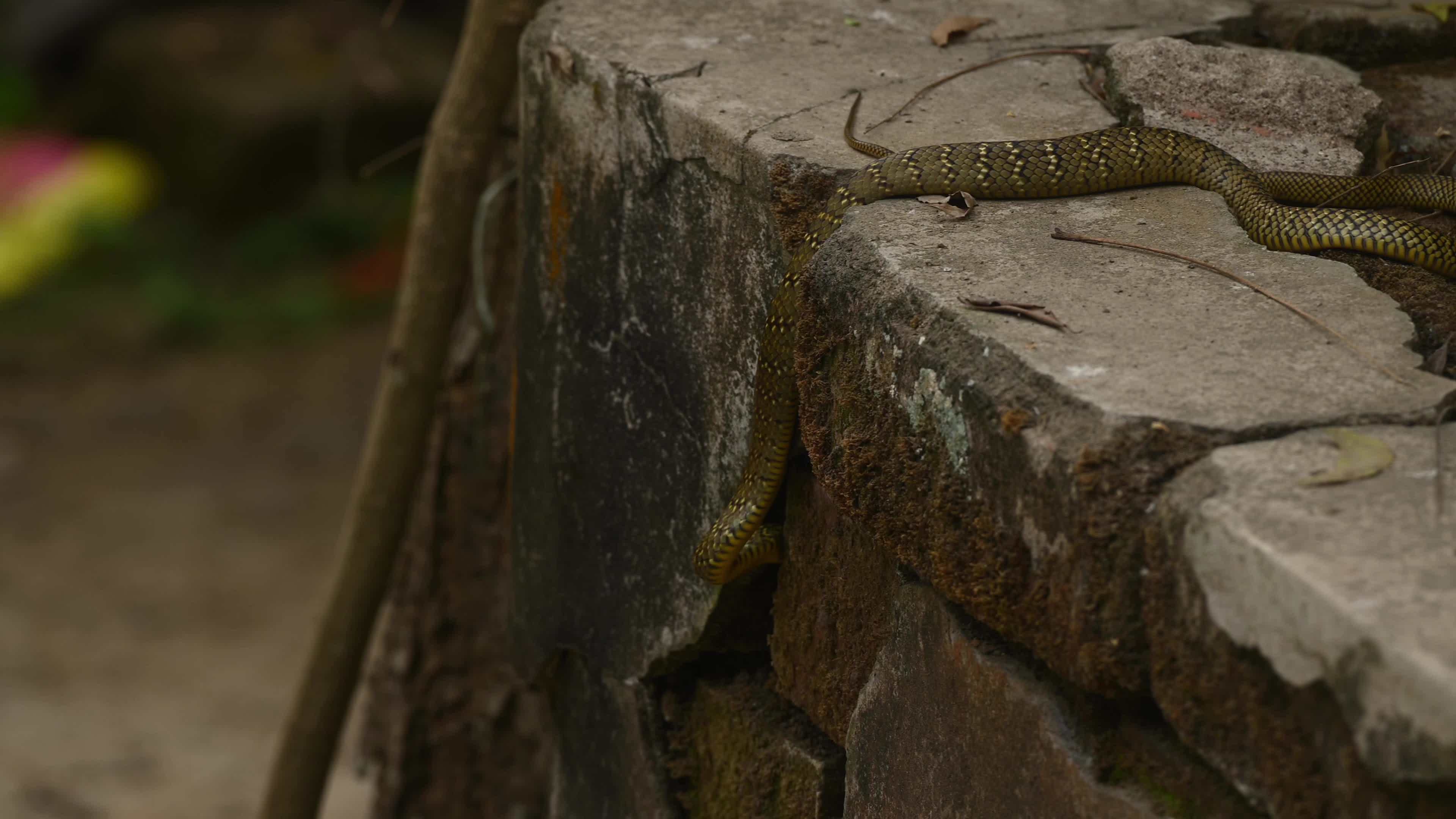 Indian Rat Snake - Farmer's friend - Nature’s Own Pest Control
