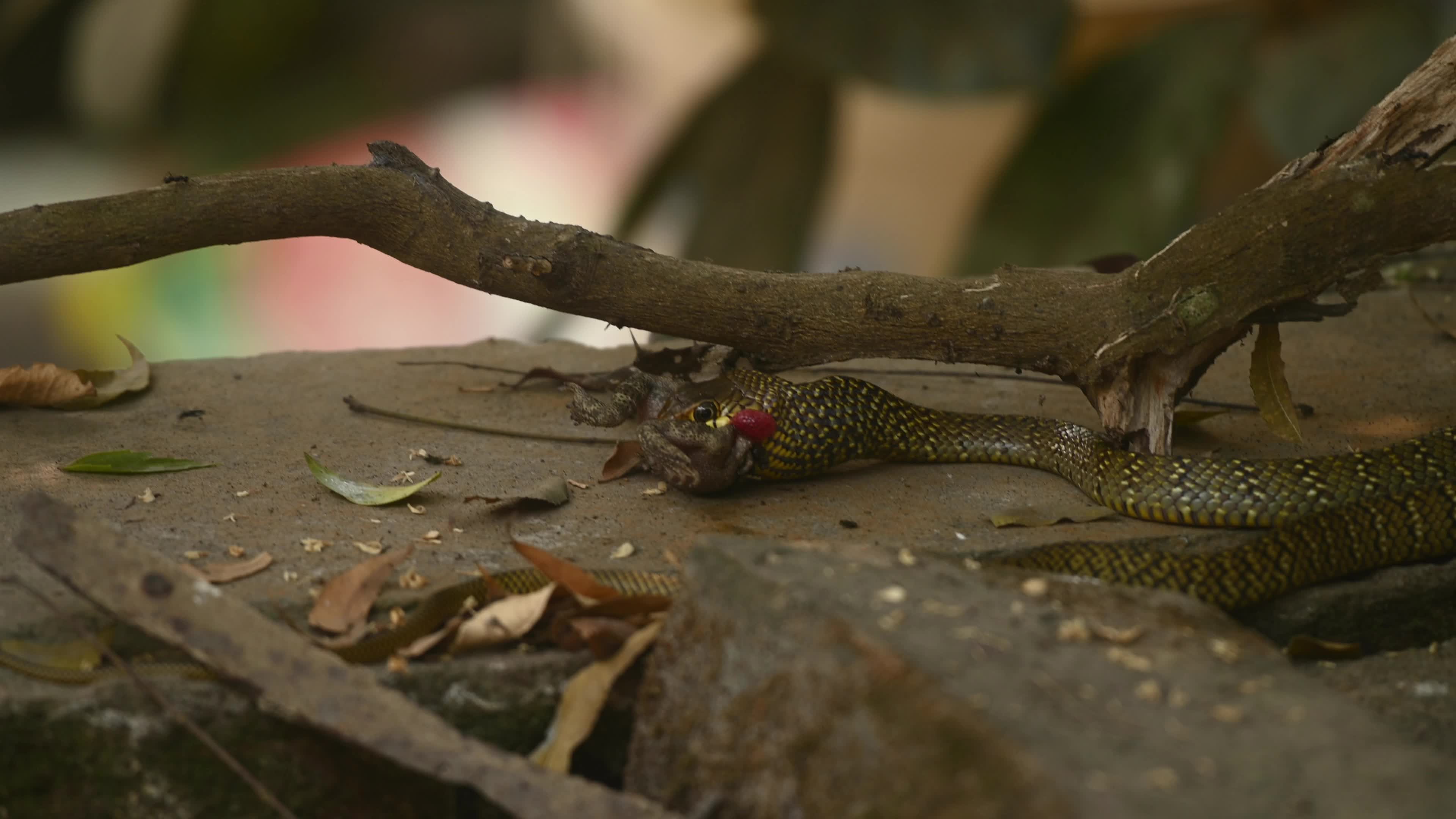 Indian Rat Snake - Farmer's friend - Nature’s Own Pest Control
