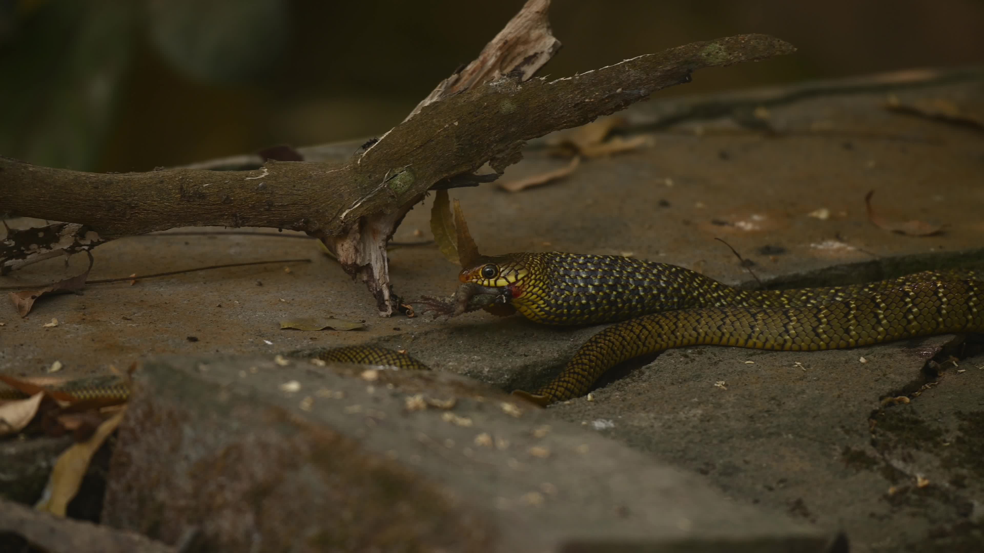 Indian Rat Snake - Farmer's friend - Nature’s Own Pest Control