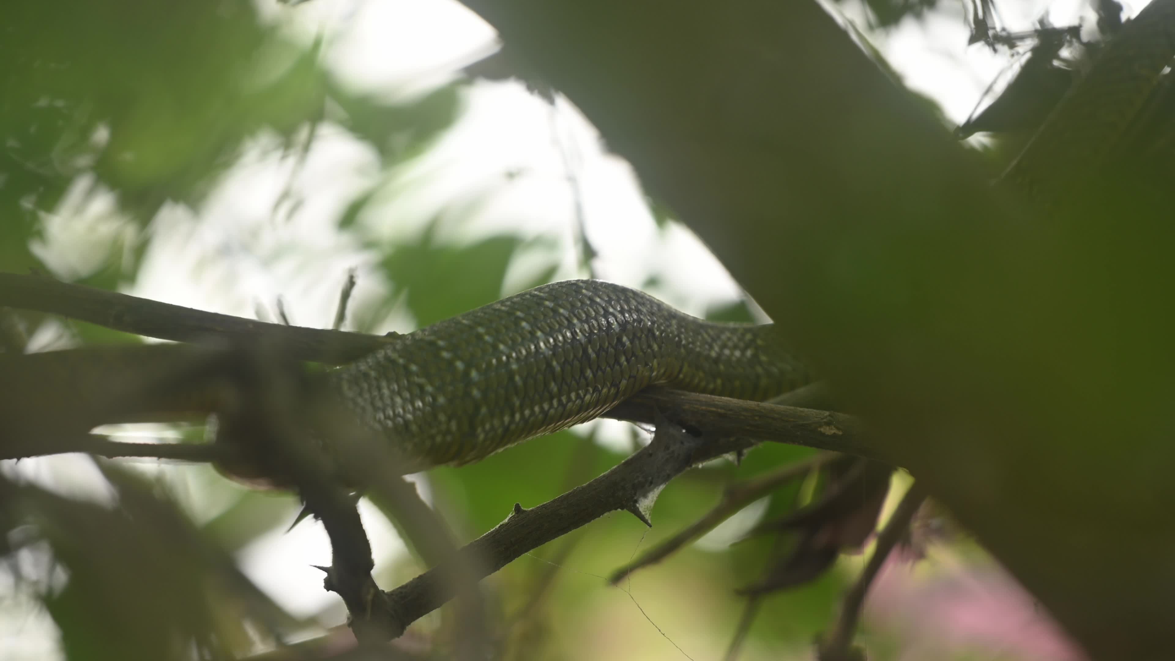 Indian Rat Snake - Farmer's friend - Nature’s Own Pest Control