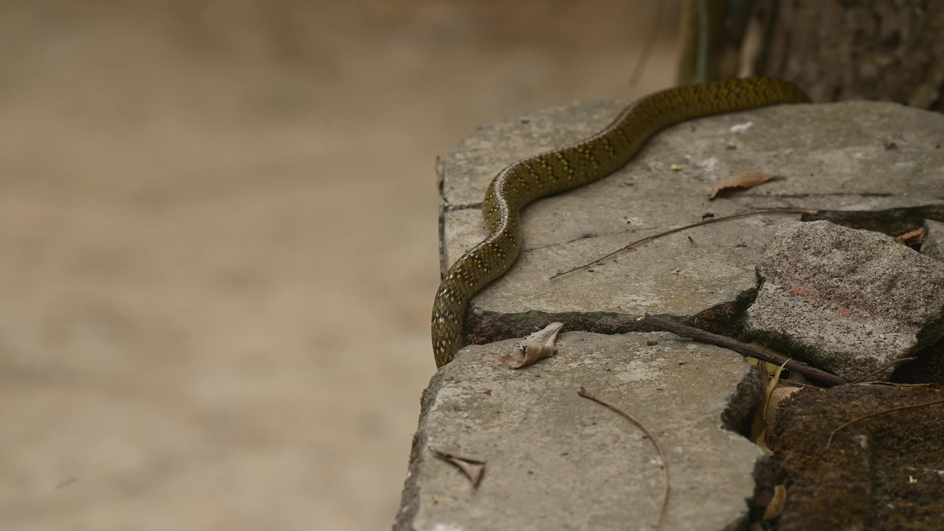 Indian Rat Snake - Farmer's friend - Nature’s Own Pest Control