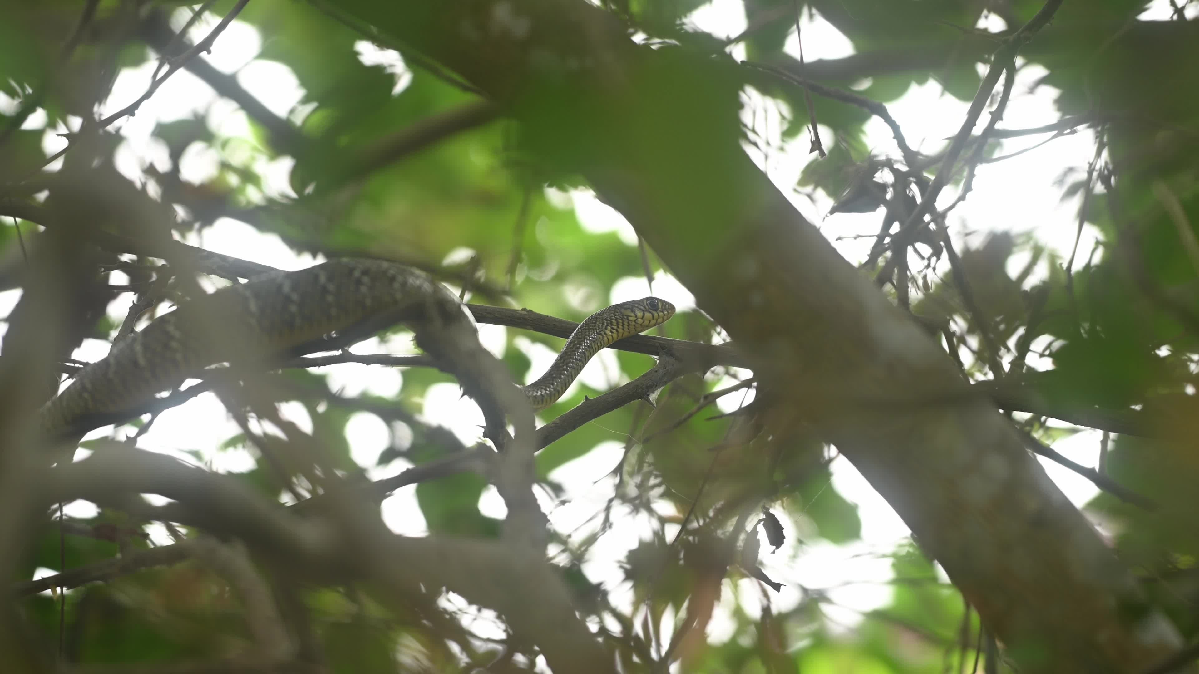 Indian Rat Snake - Farmer's friend - Nature’s Own Pest Control